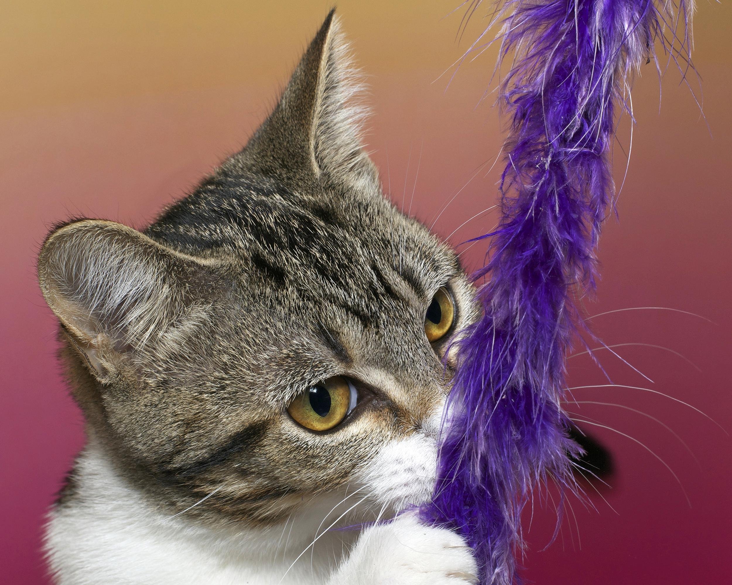 tabby cat pulling a feather toy to her face with one paw