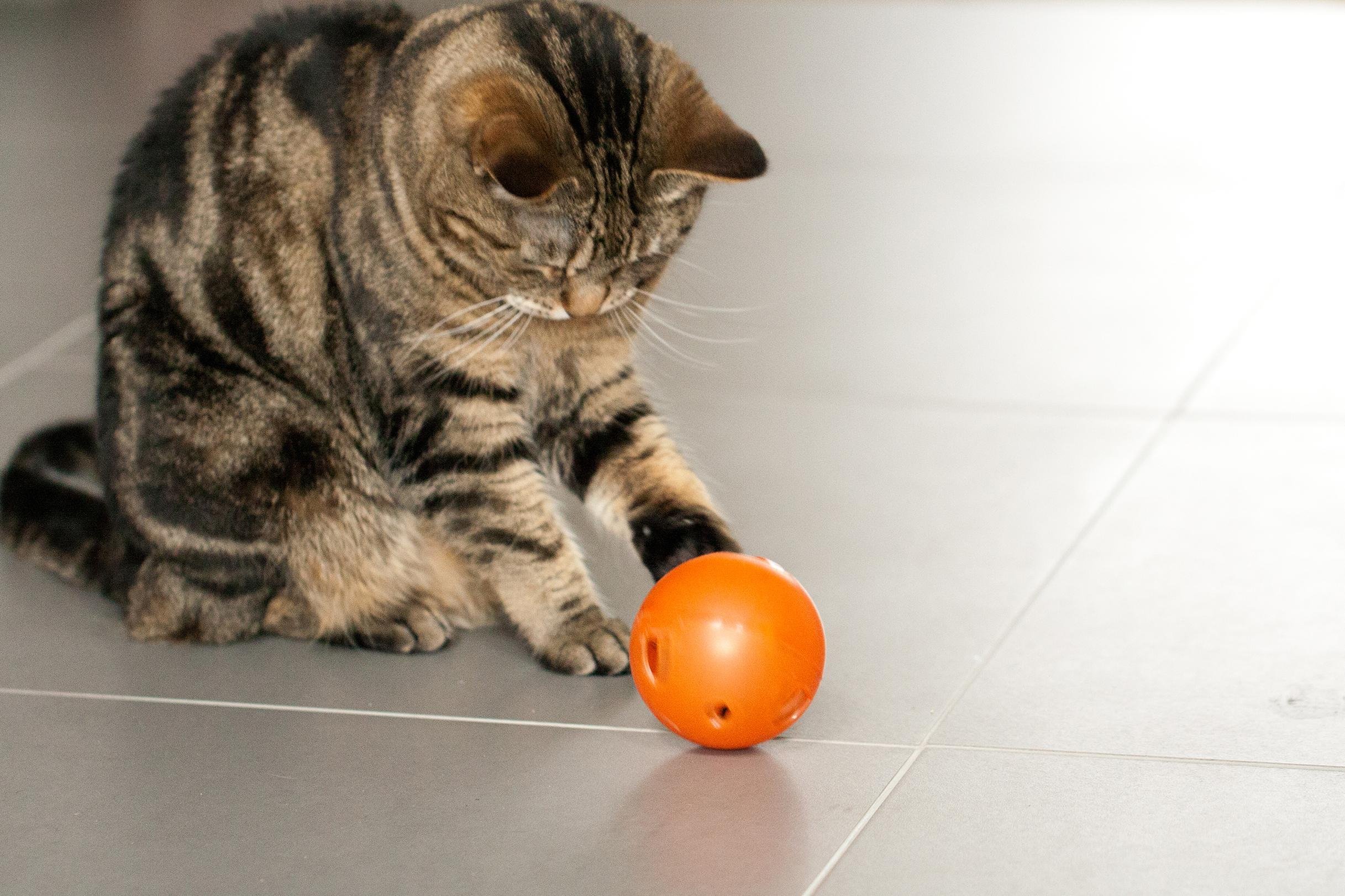 tabby cat playing with food ball