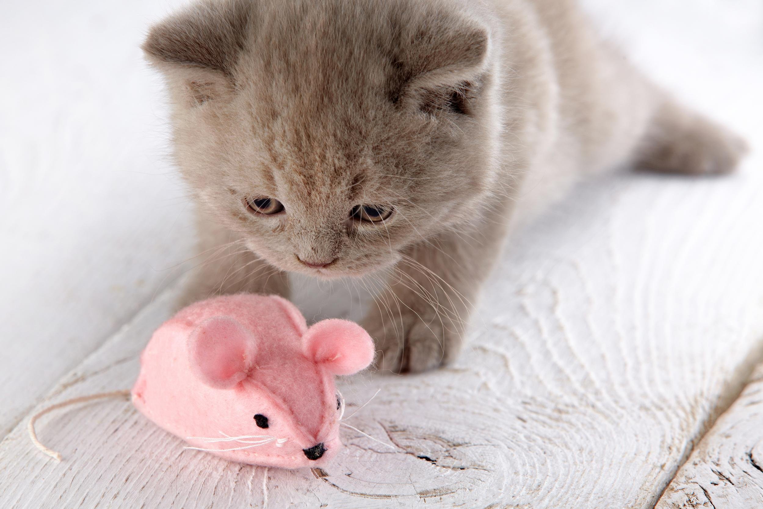 kitten playing with pink mouse