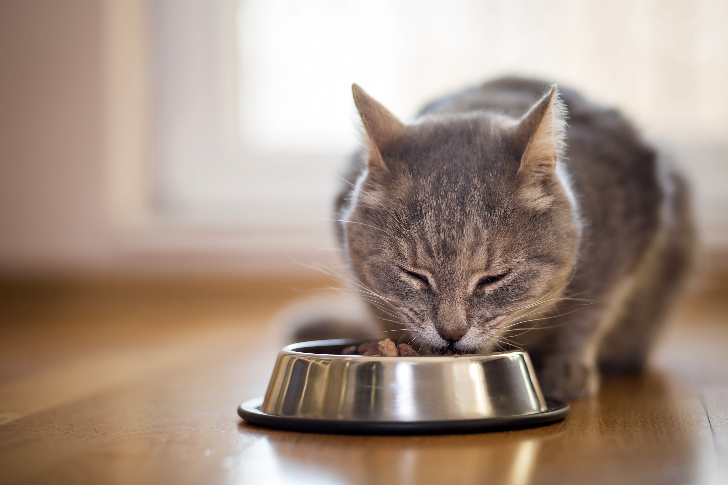 Cat eating food out of a bowl