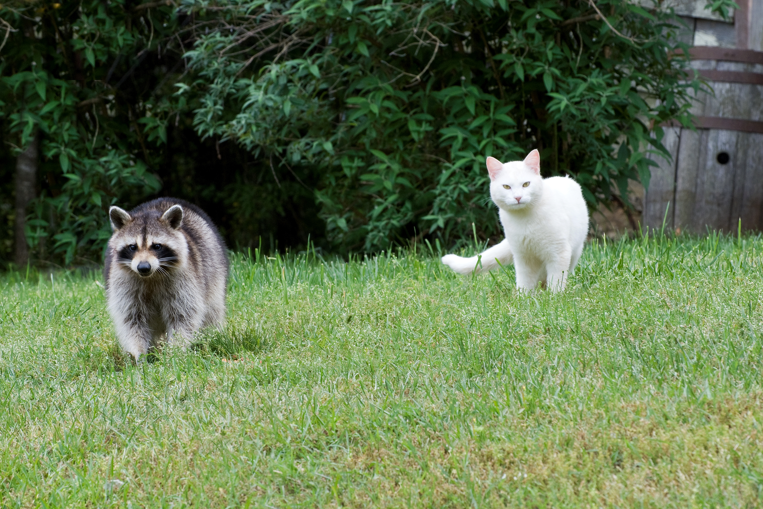 Cat in a backyard with a raccoon