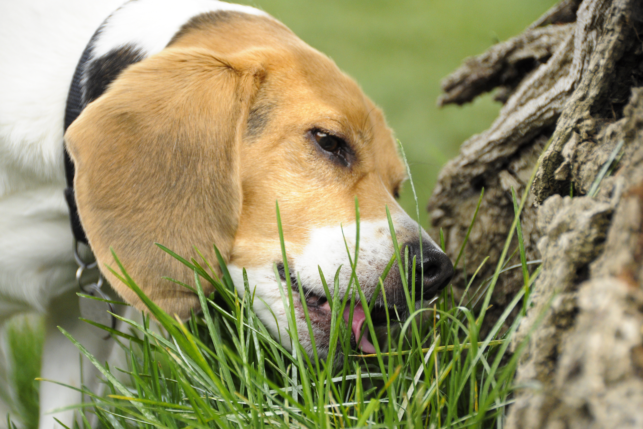 Dog eating grass in the yard