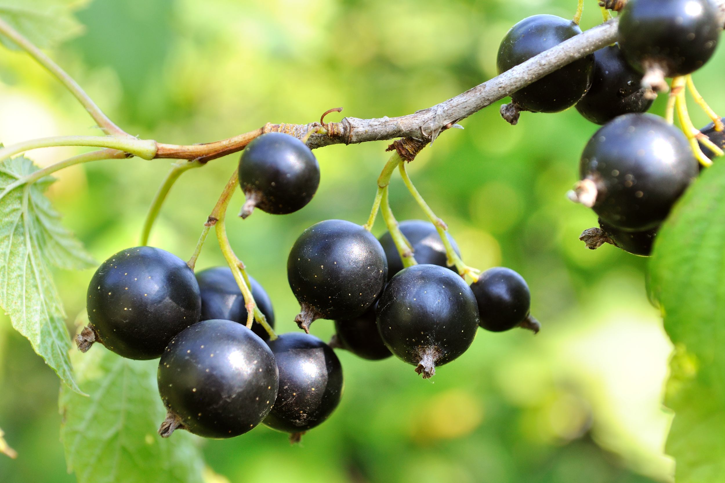 Black Currants