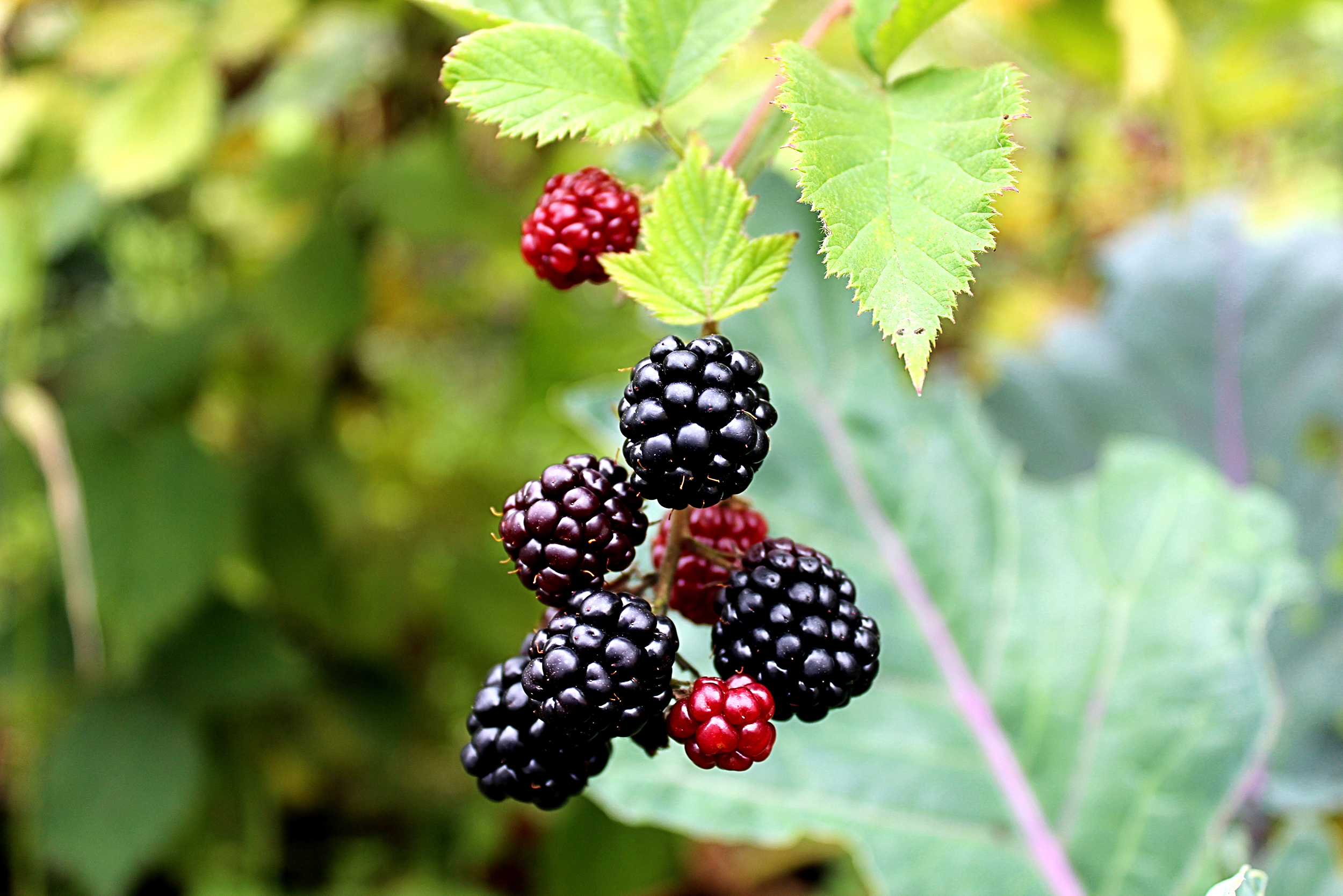 Boysenberries