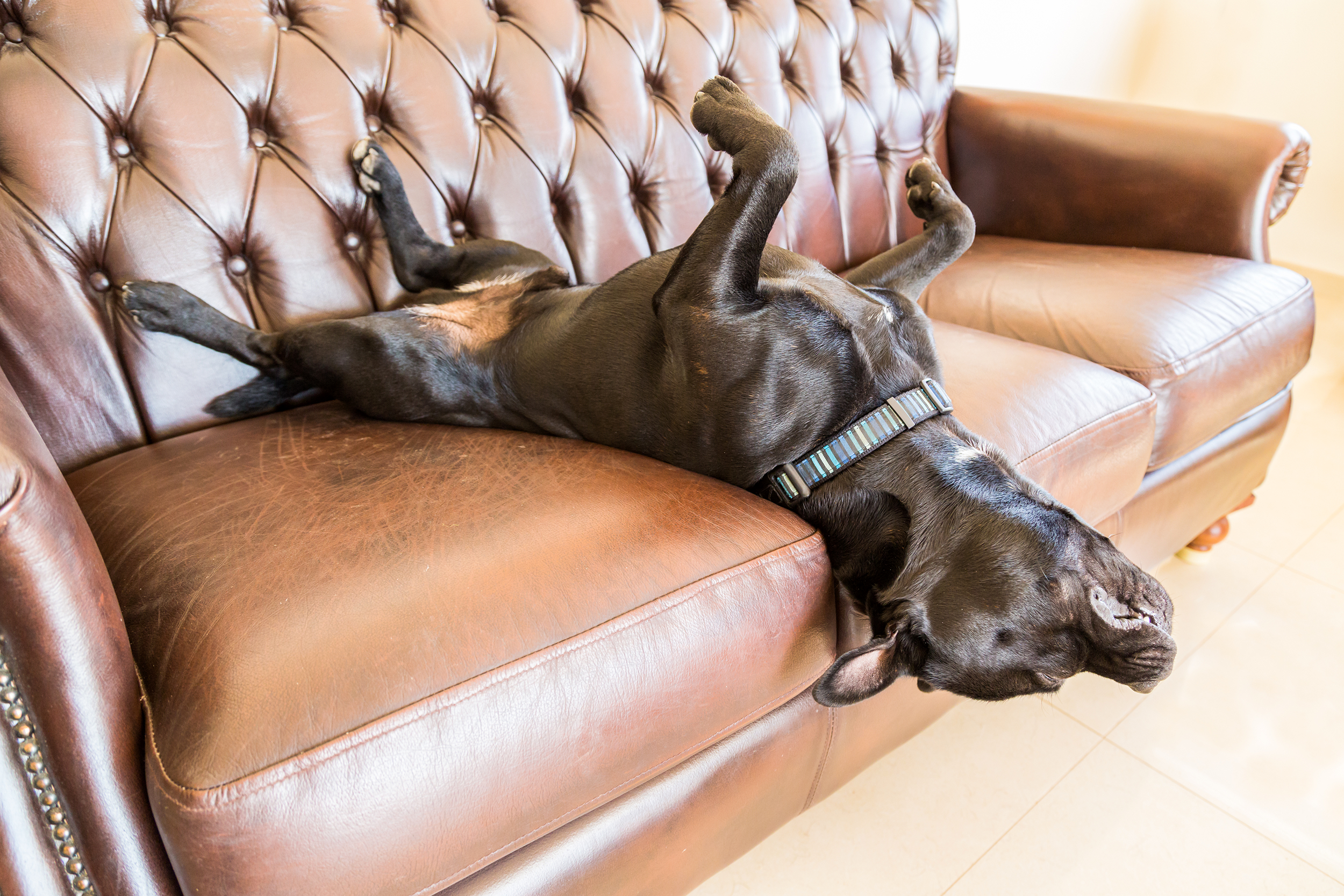Dog lying on his back on the couch