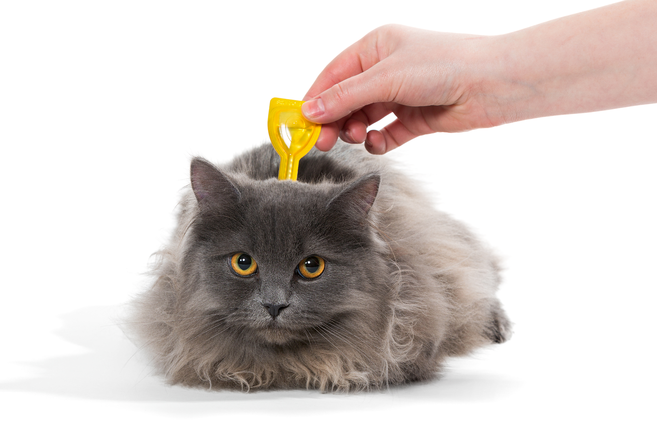 Cat getting flea medicine