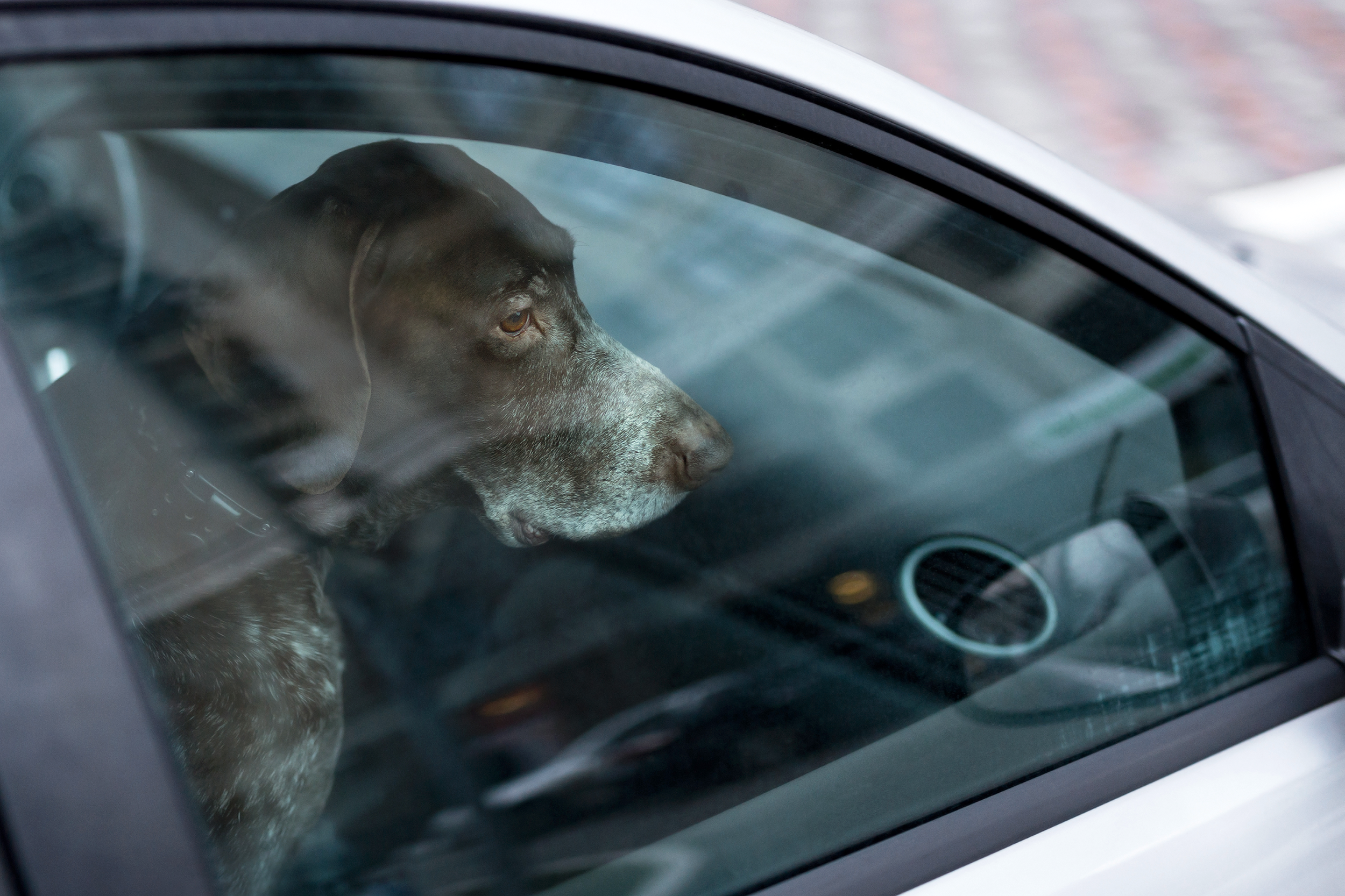Dog locked in a car
