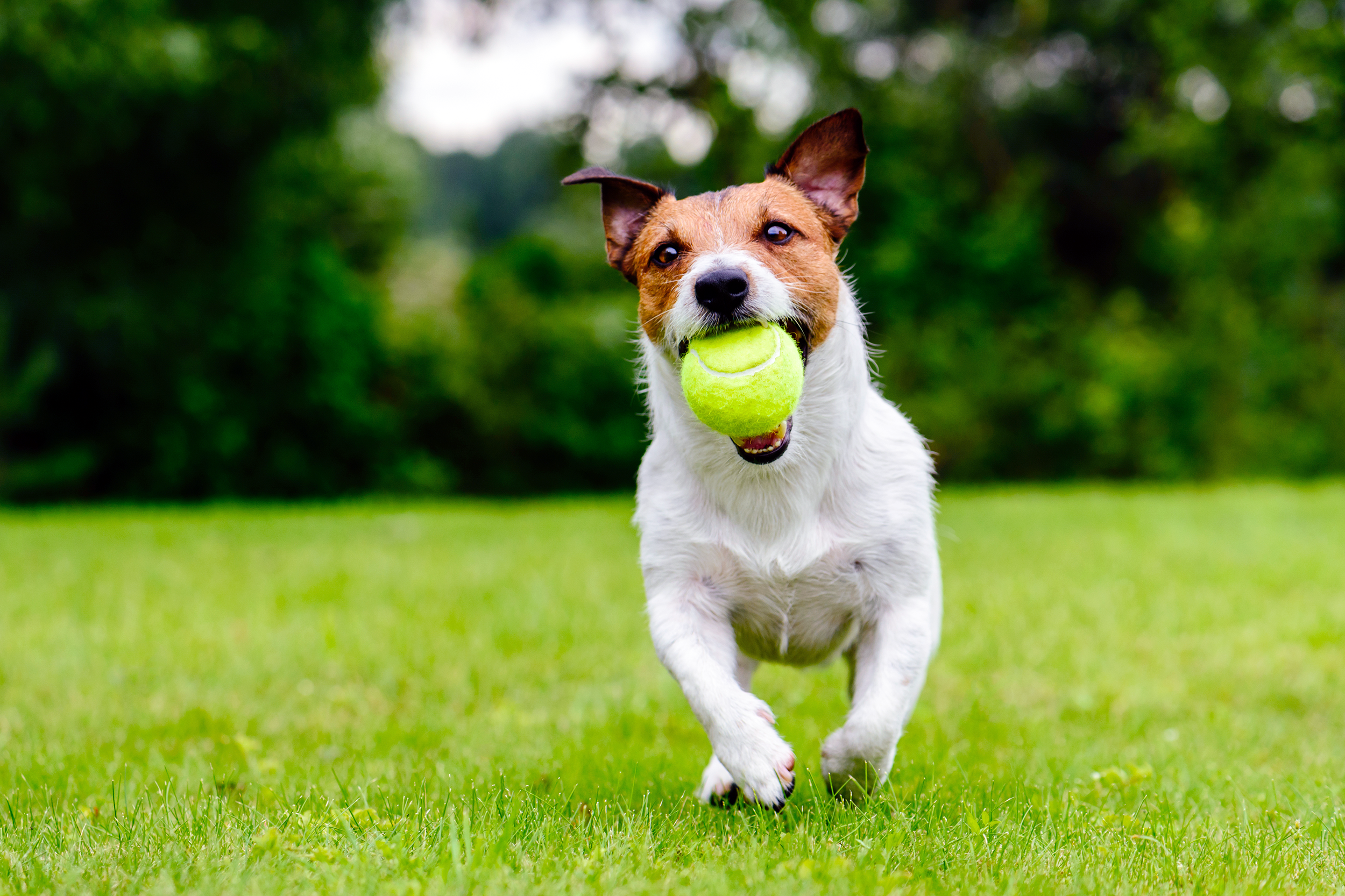 Dog running in the yard with a tennis ball in his mouth