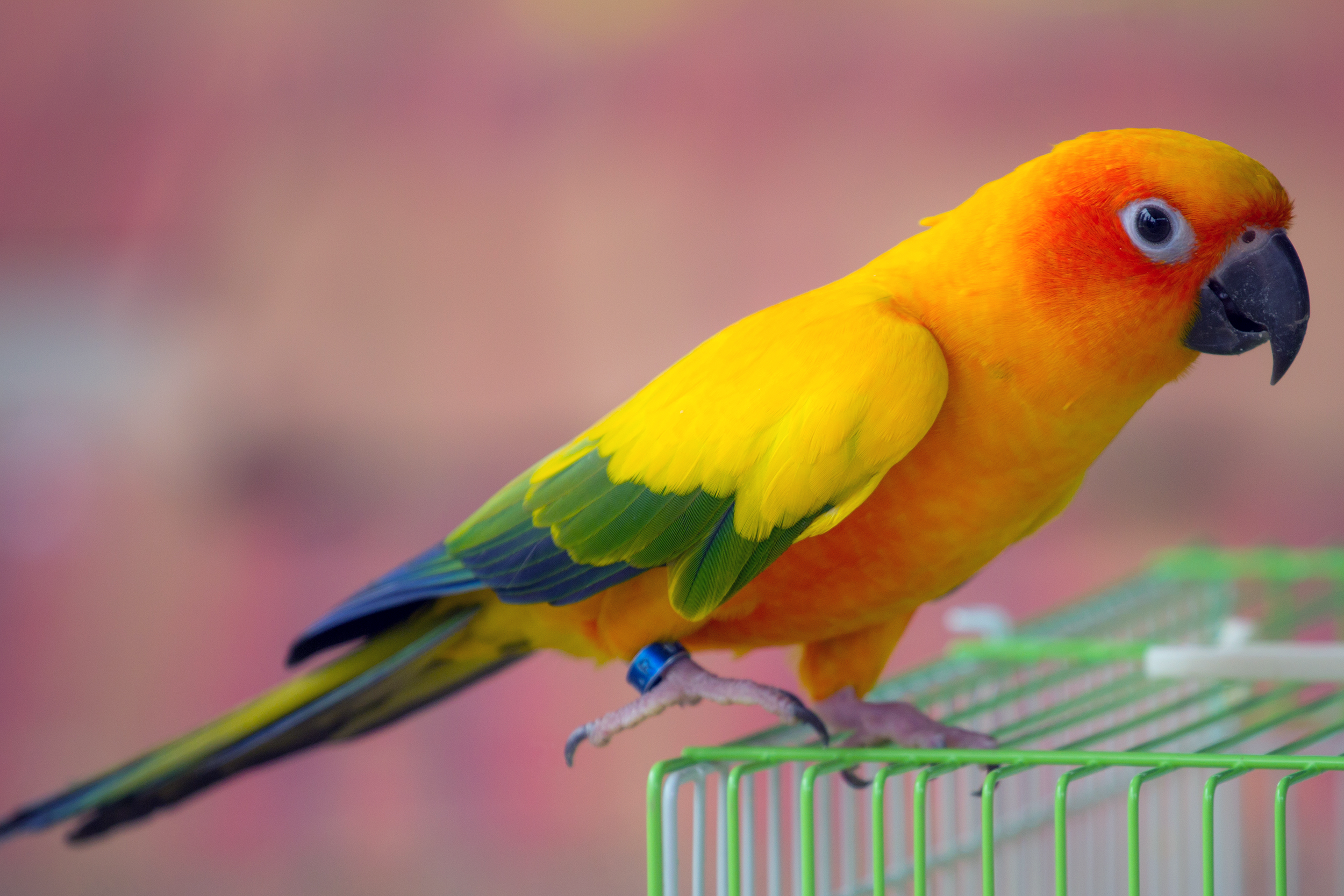 Brightly colored bird sitting on a cage