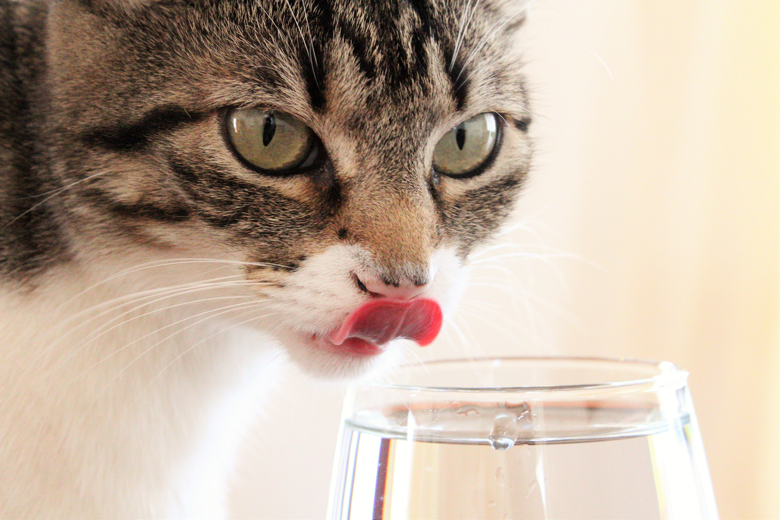 Cat drinking water