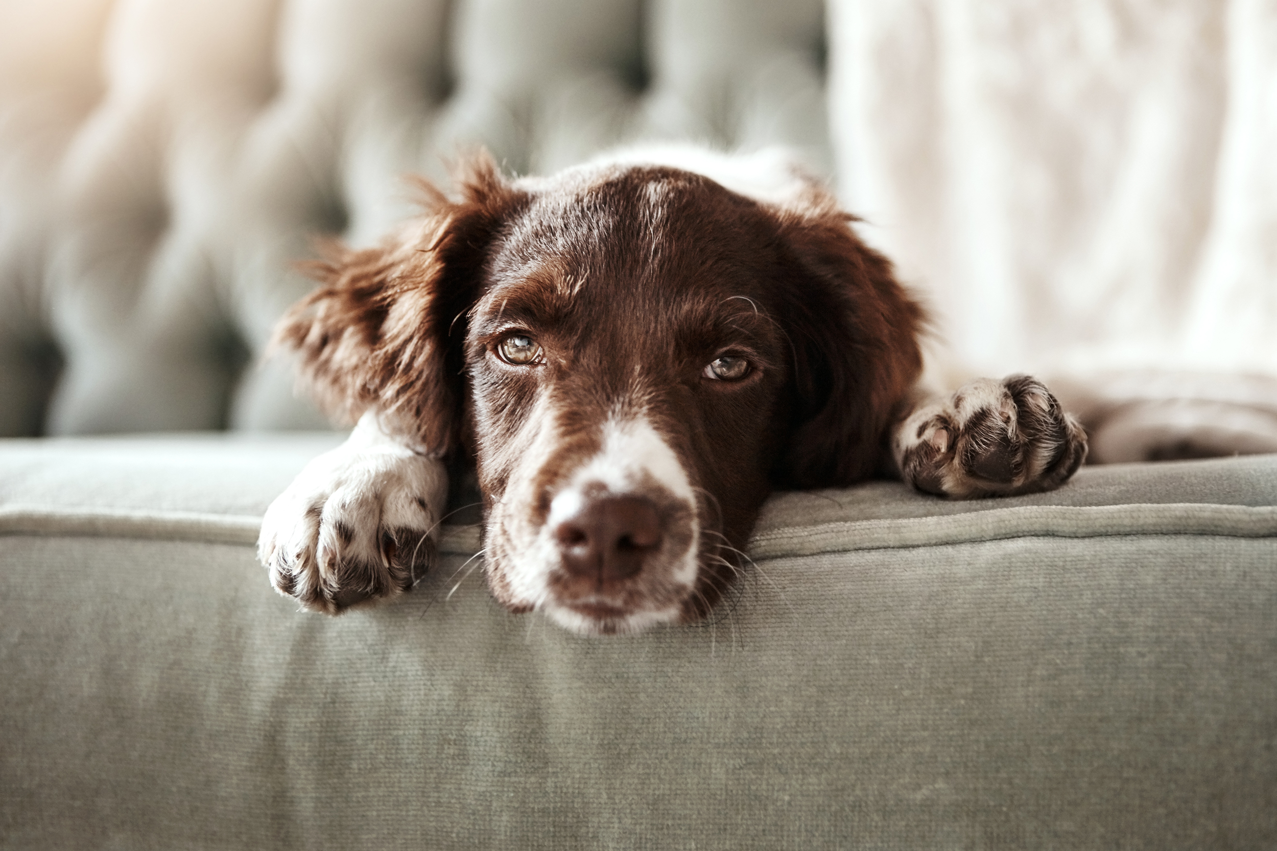 Lethargic dog on the couch
