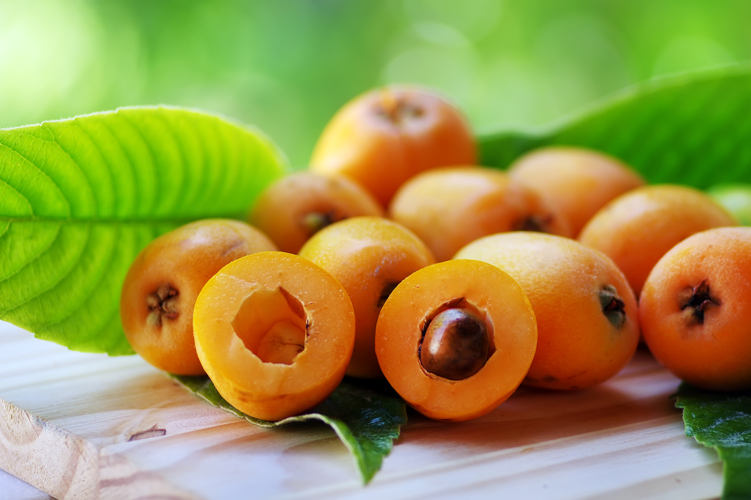 Loquat