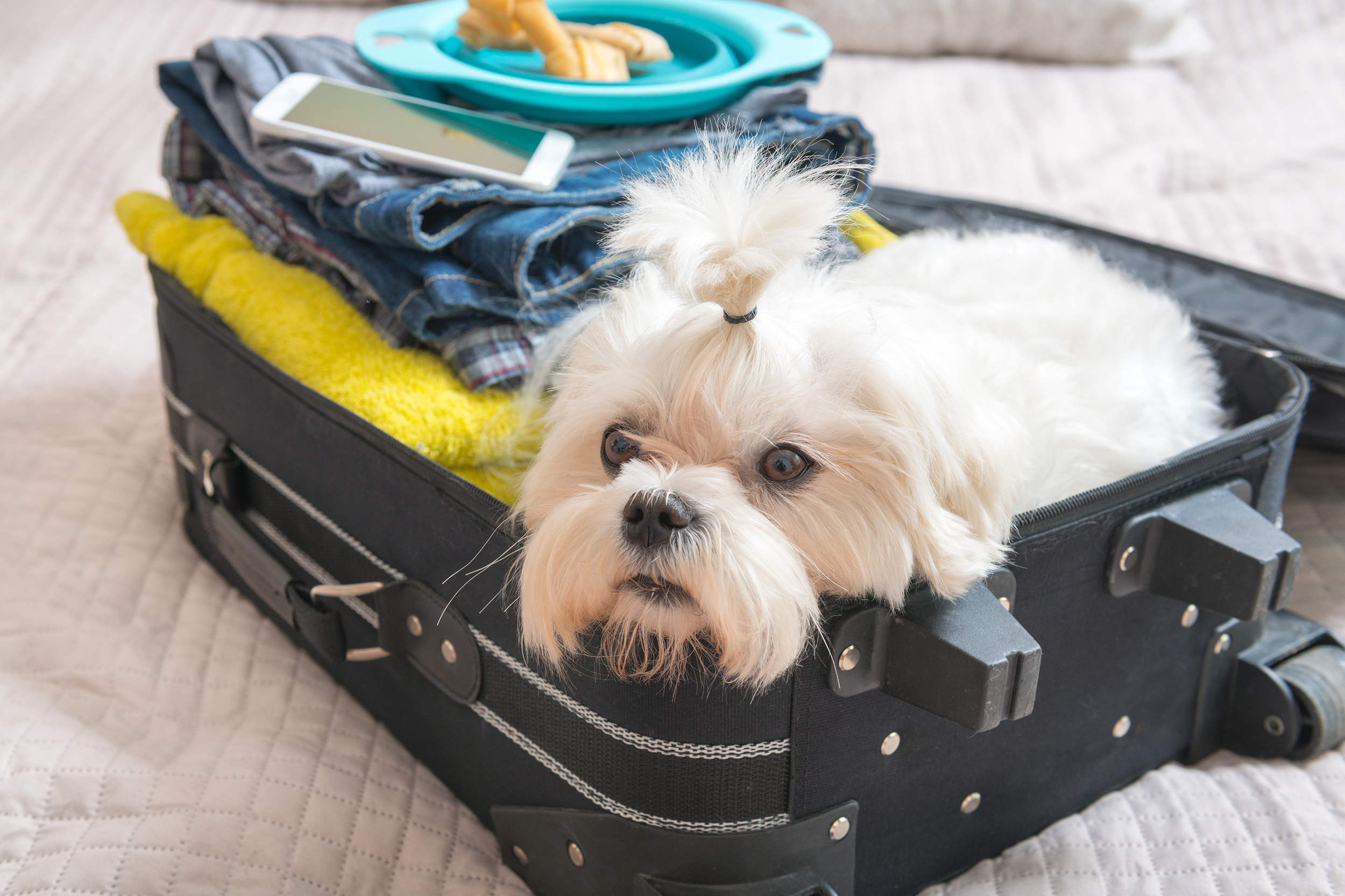 Dog sitting in a suitcase