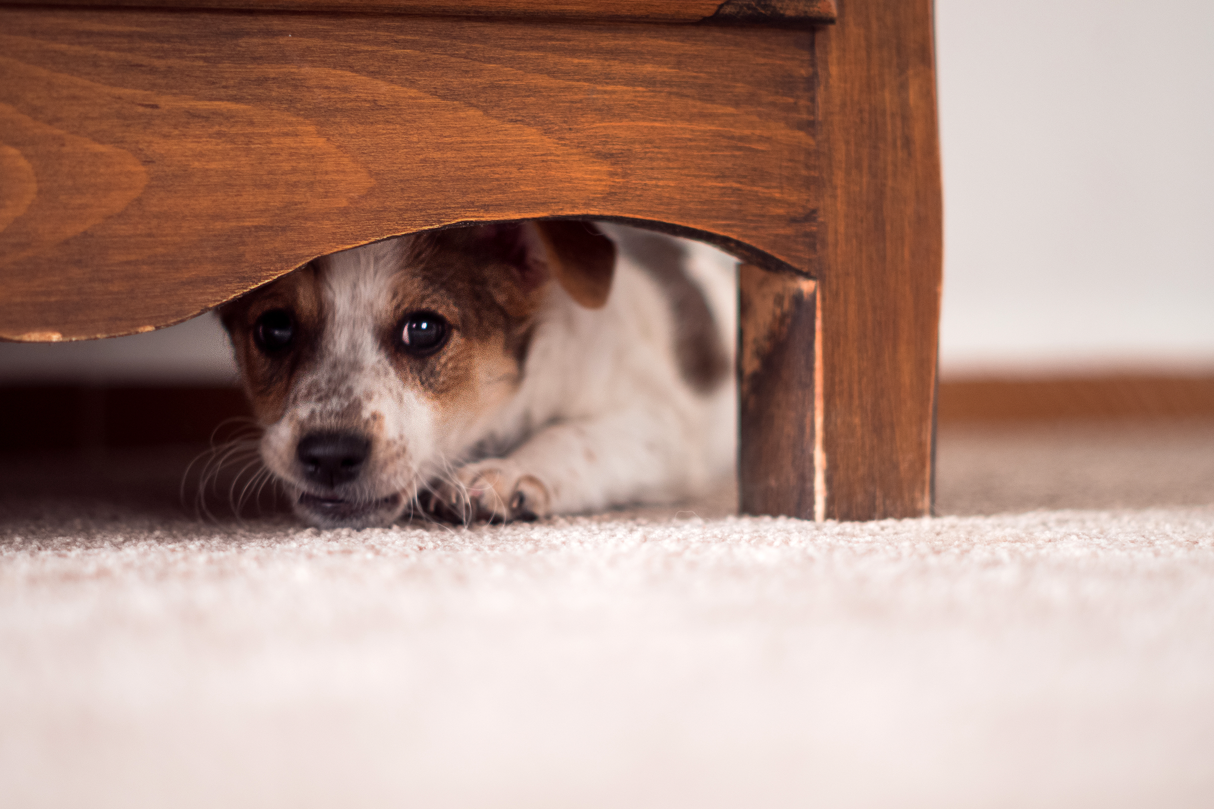 Dog scared and hiding under a piece of furniture