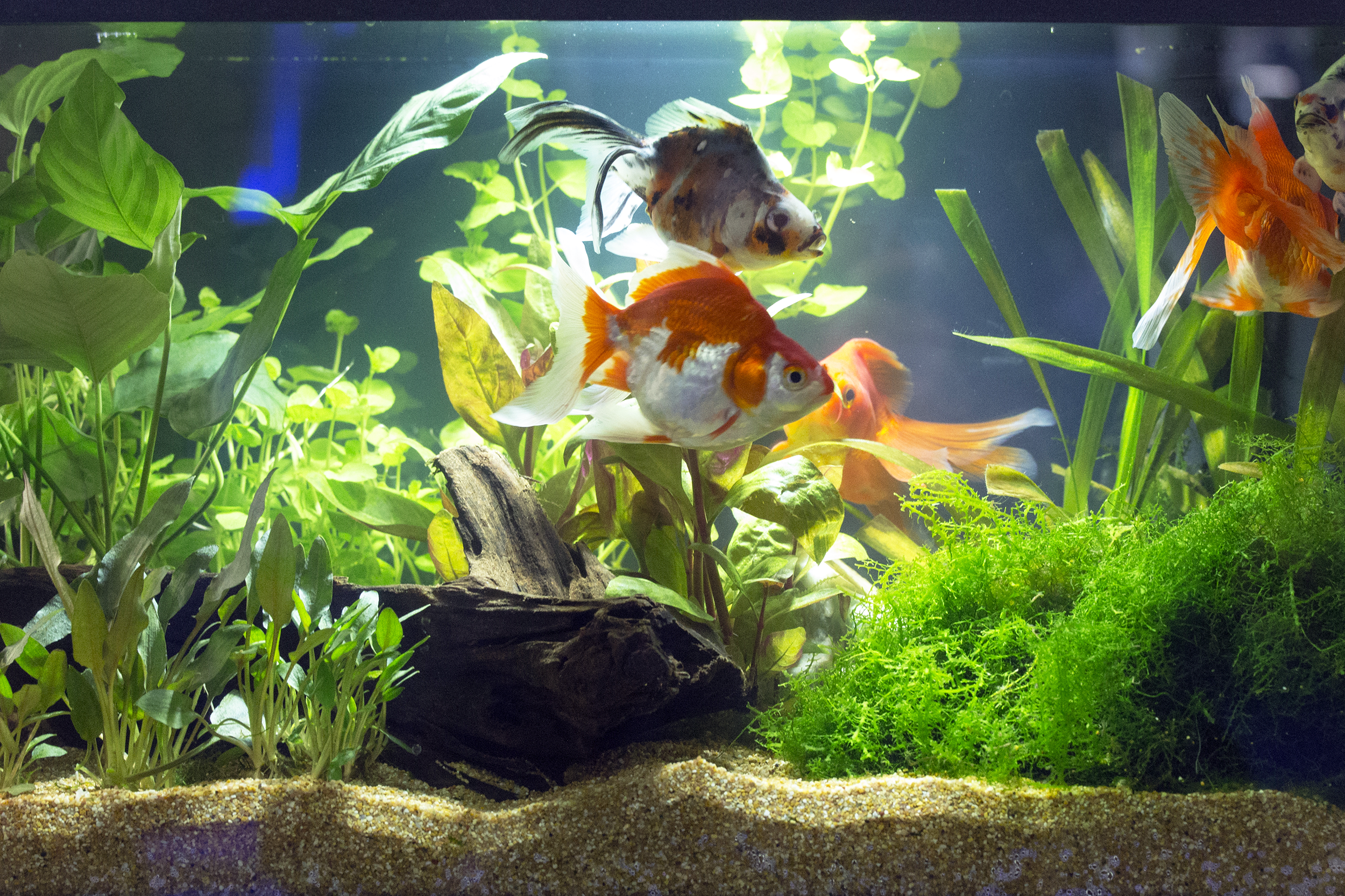 Fish tank