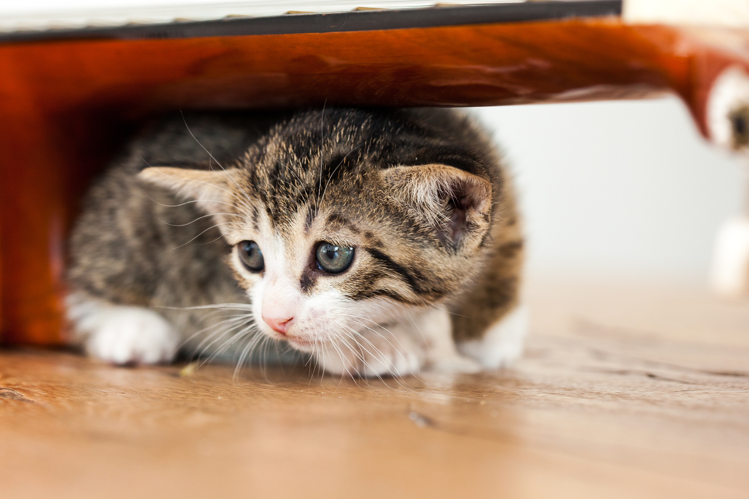 Kitten hiding under a table