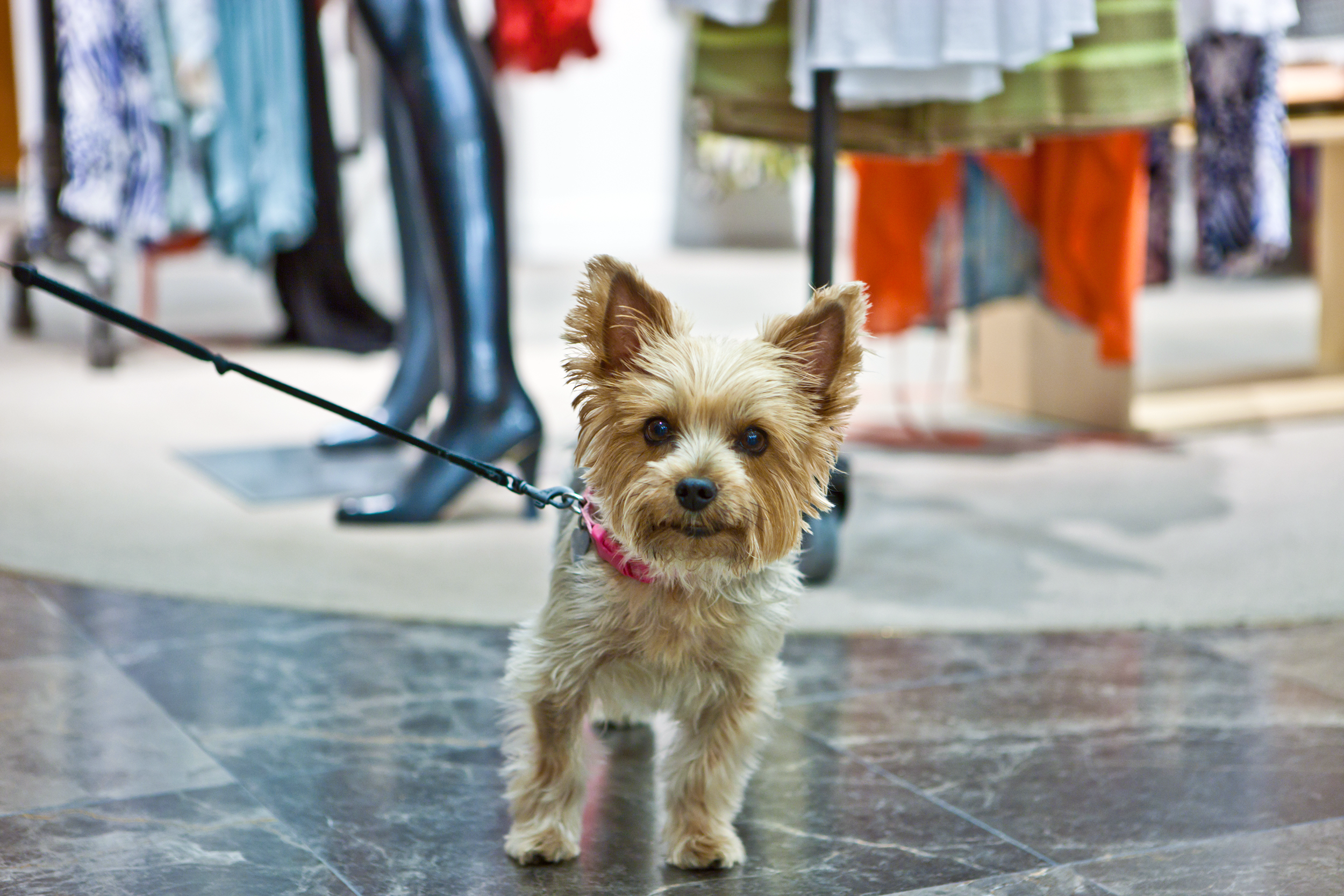 Small dog on a leash in a clothing store
