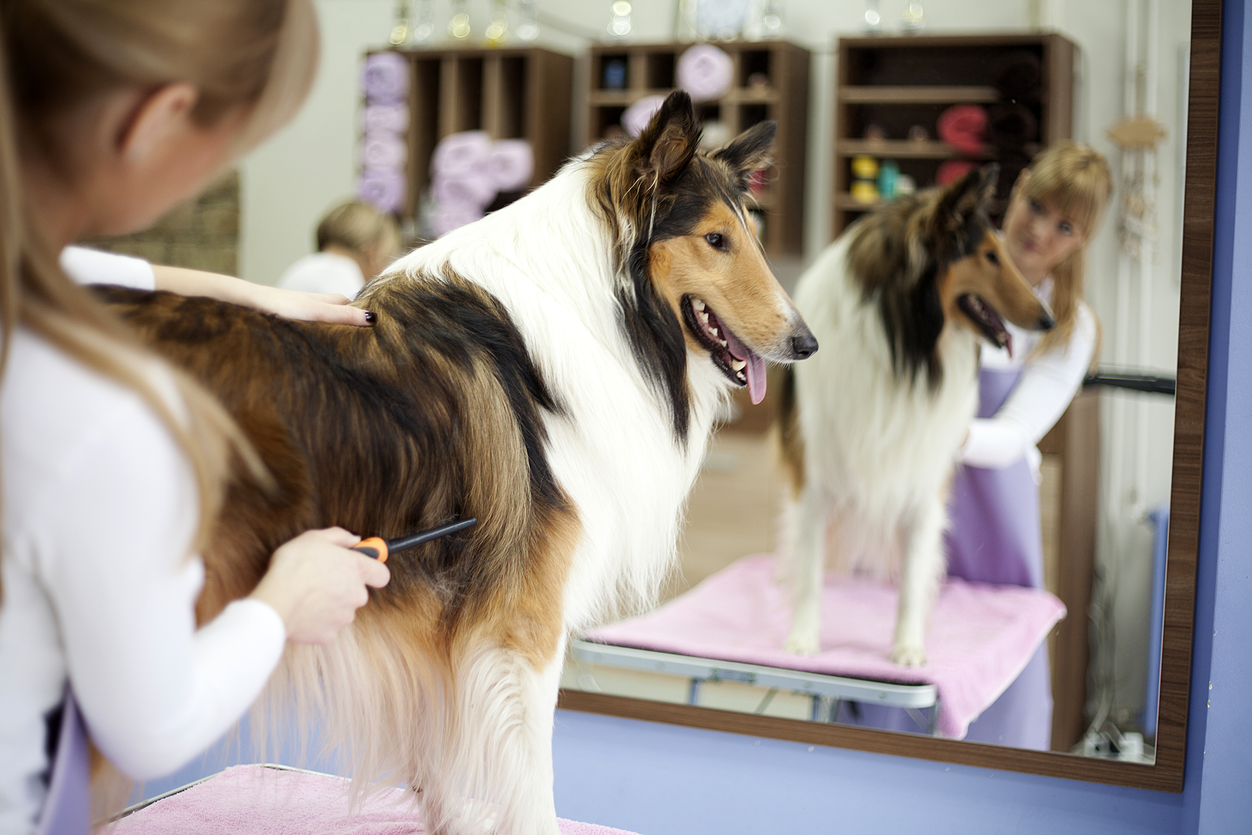 Long-haired dog getting groomed
