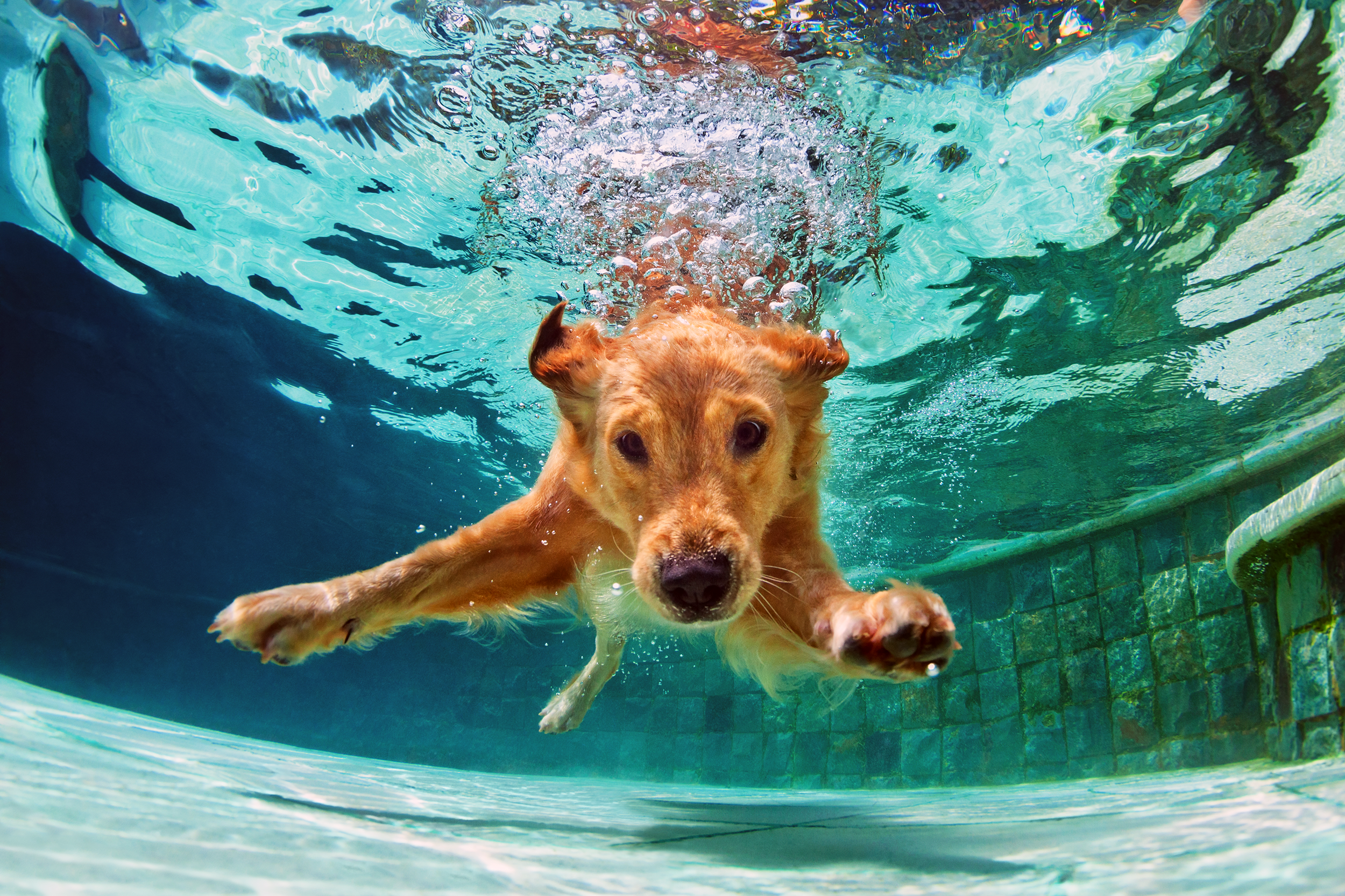 Golden retriever swimming in a pool