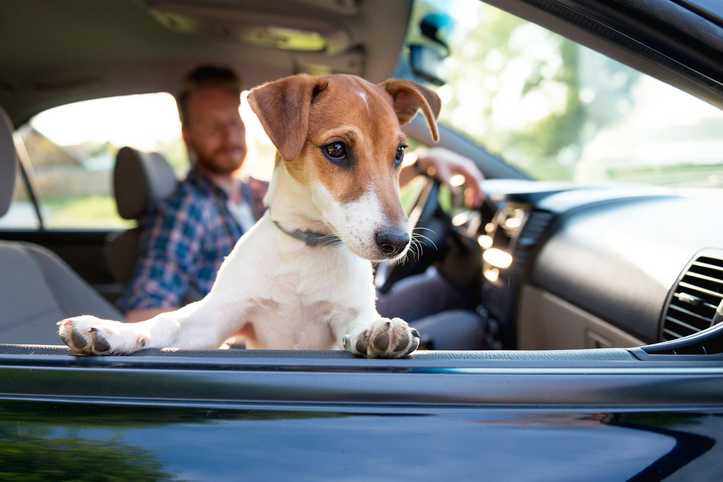 Dog sitting in the passenger seat of a car with the windows rolled down