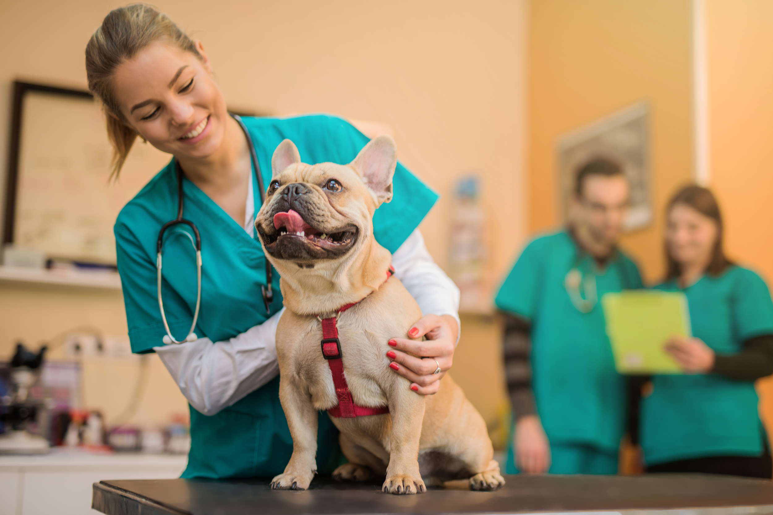 Dog getting checked by the vet