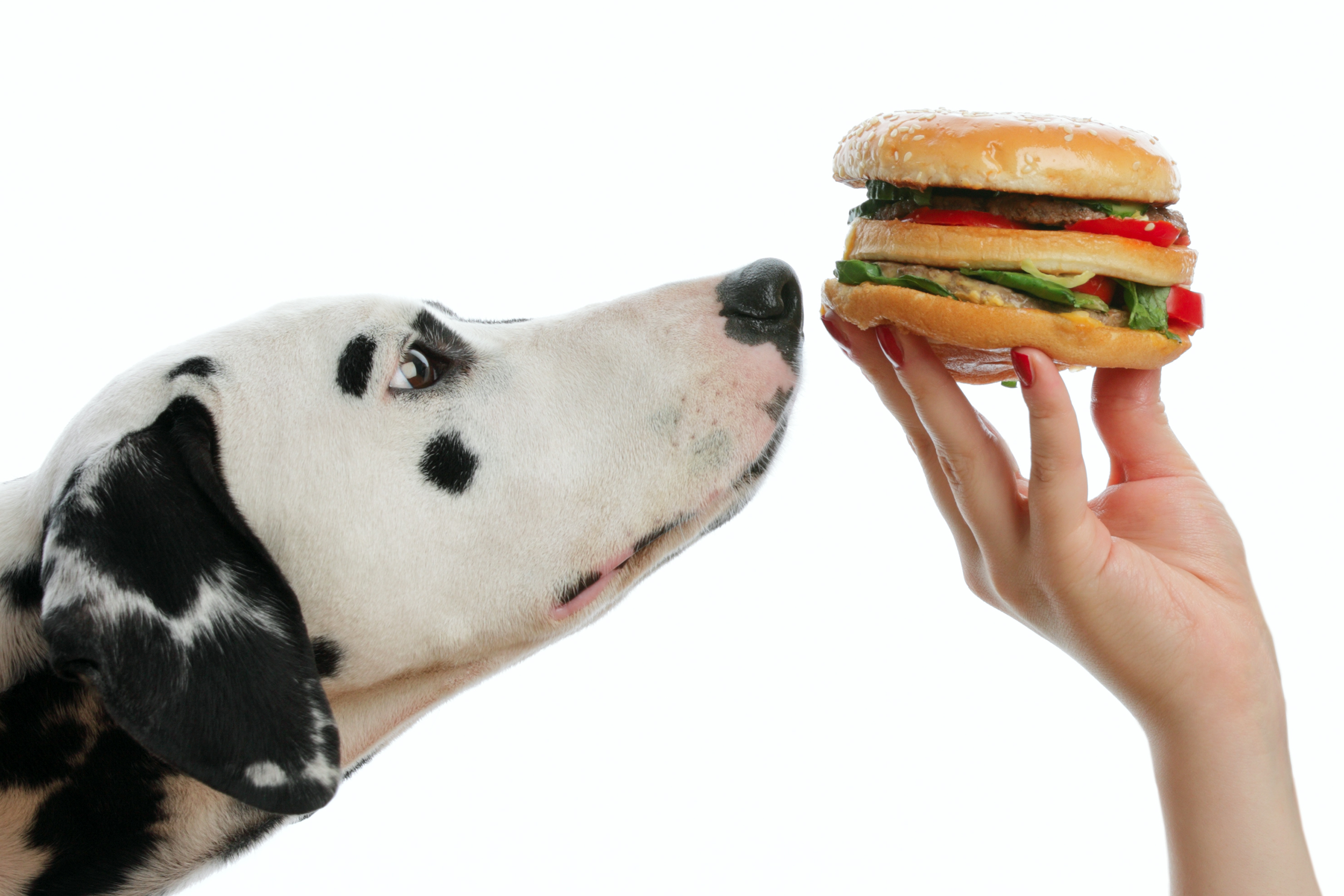 Dalmatian being tempted by a cheeseburger