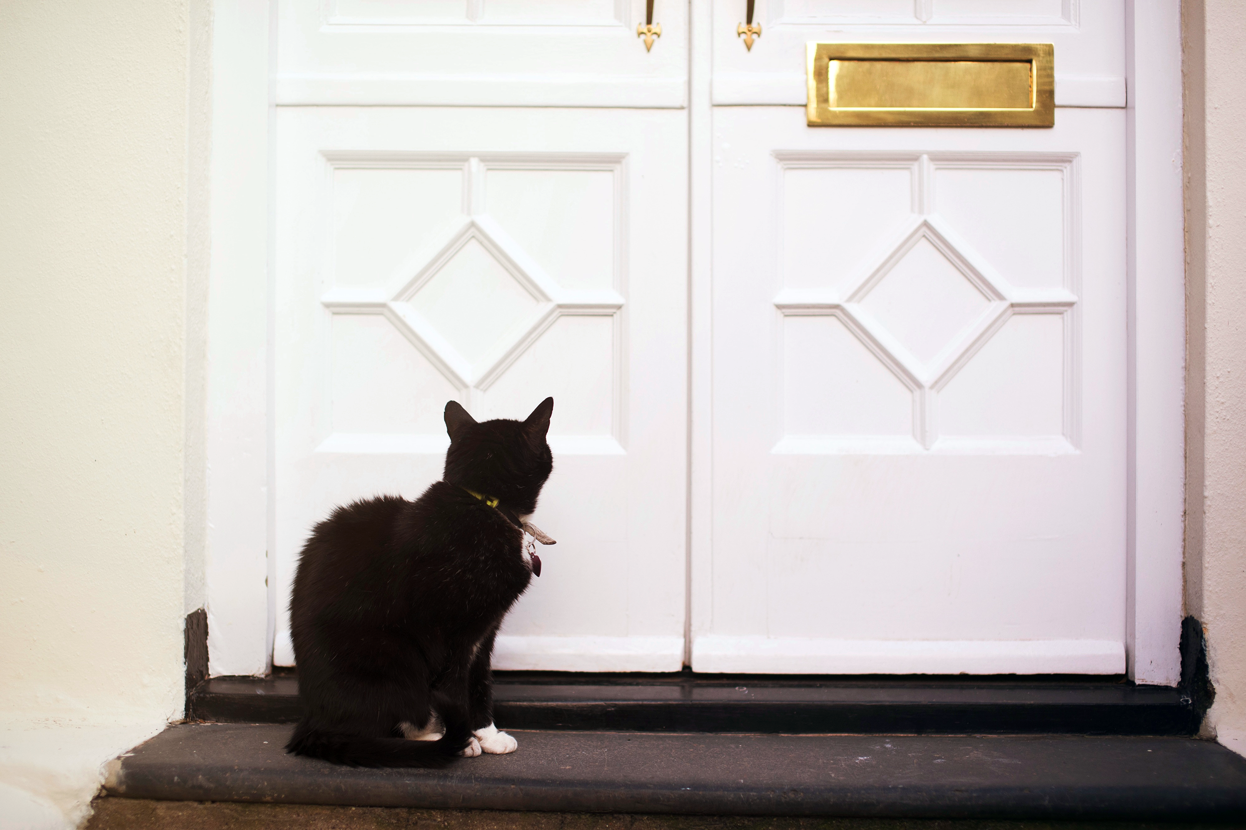 Cat waiting by the front door