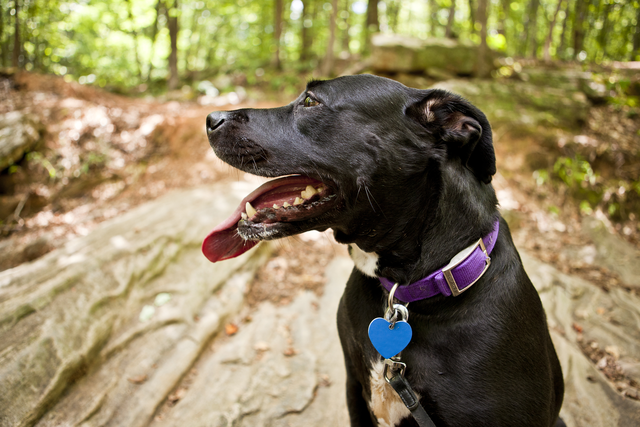 Dog outside wearing a collar and ID tag