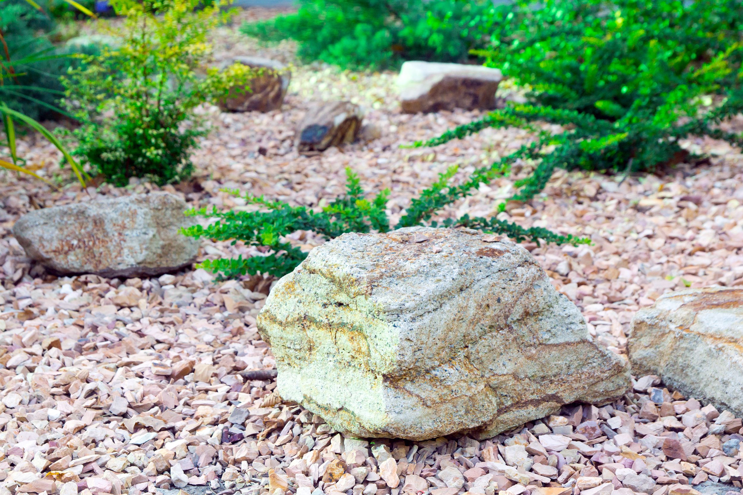 large stone in the background of the plants