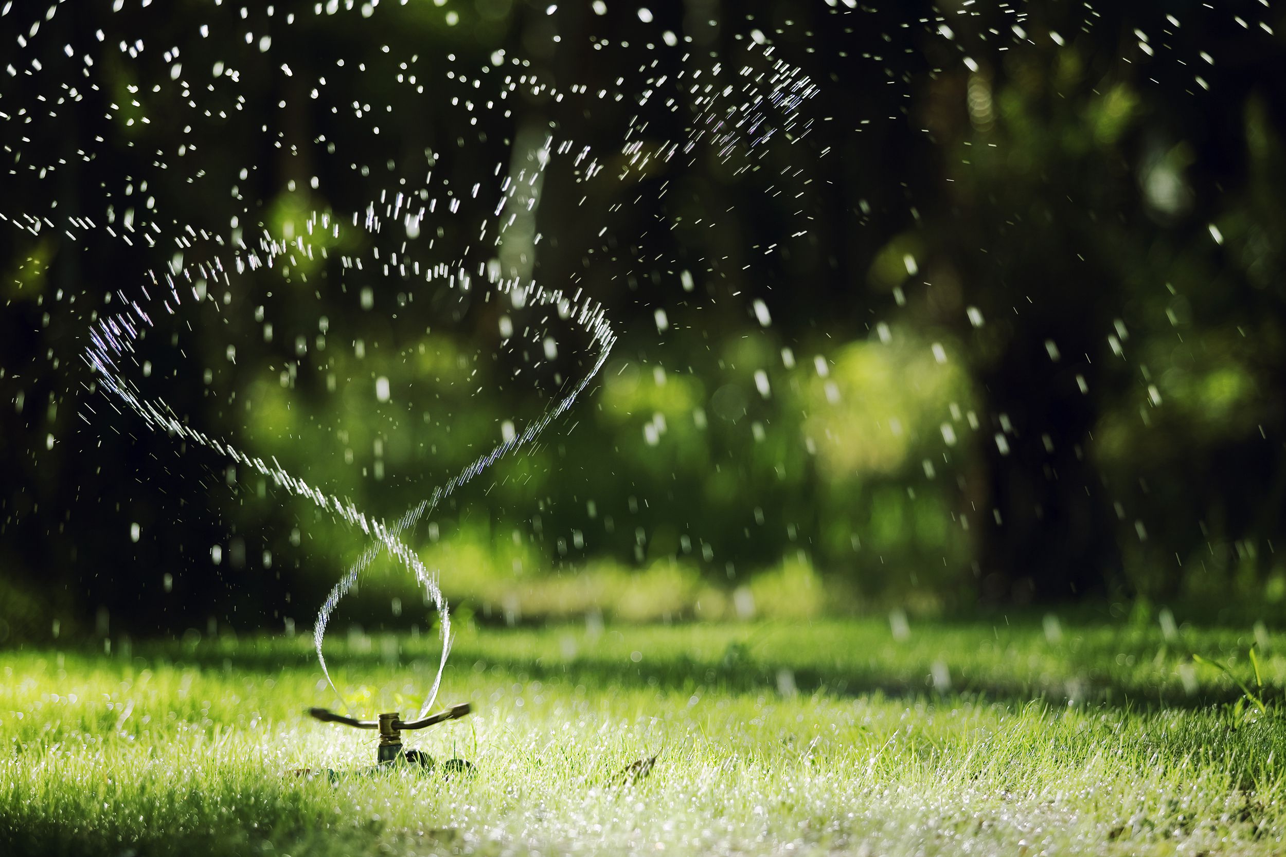 garden sprinkler watering grass
