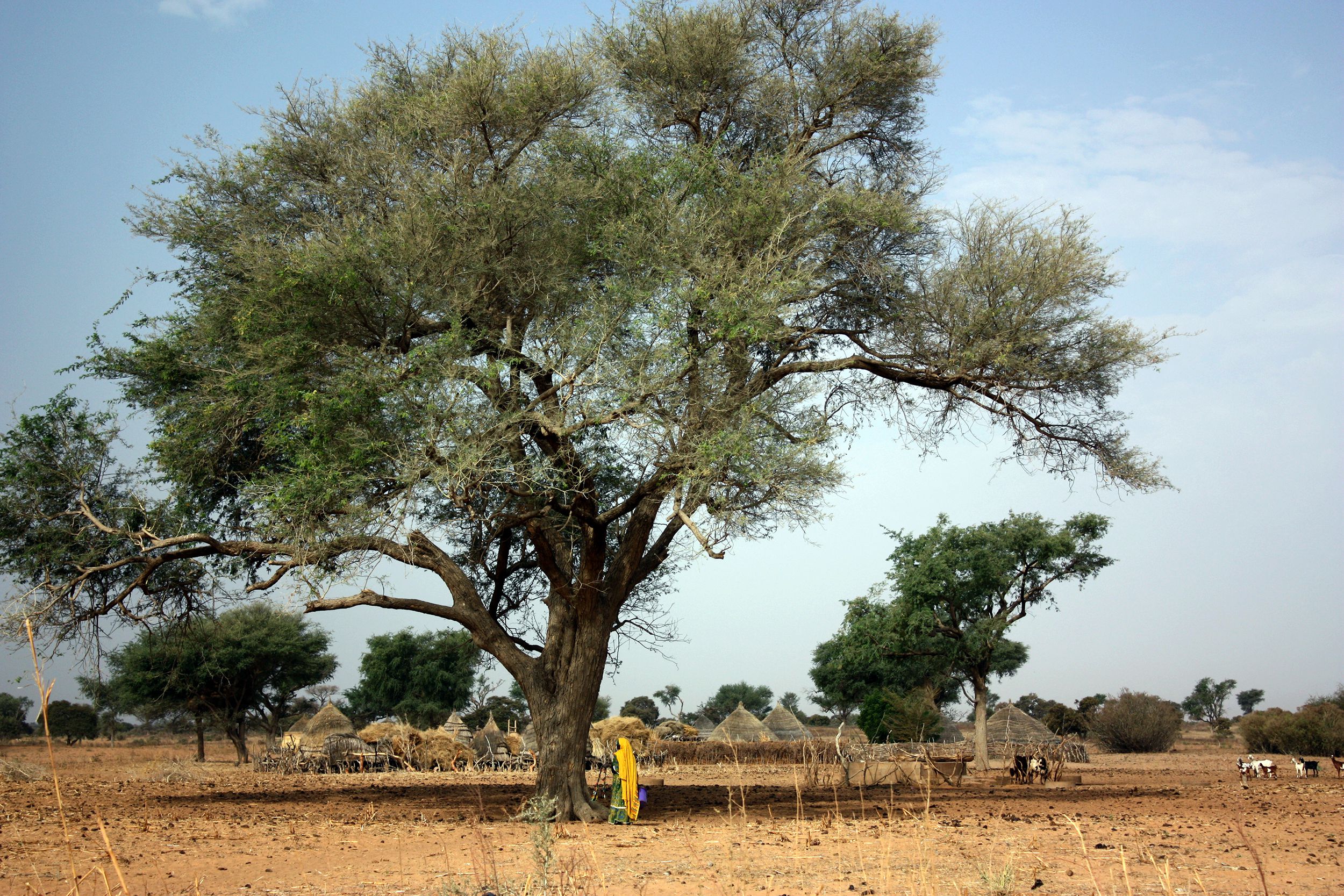 Bamako, Niger
