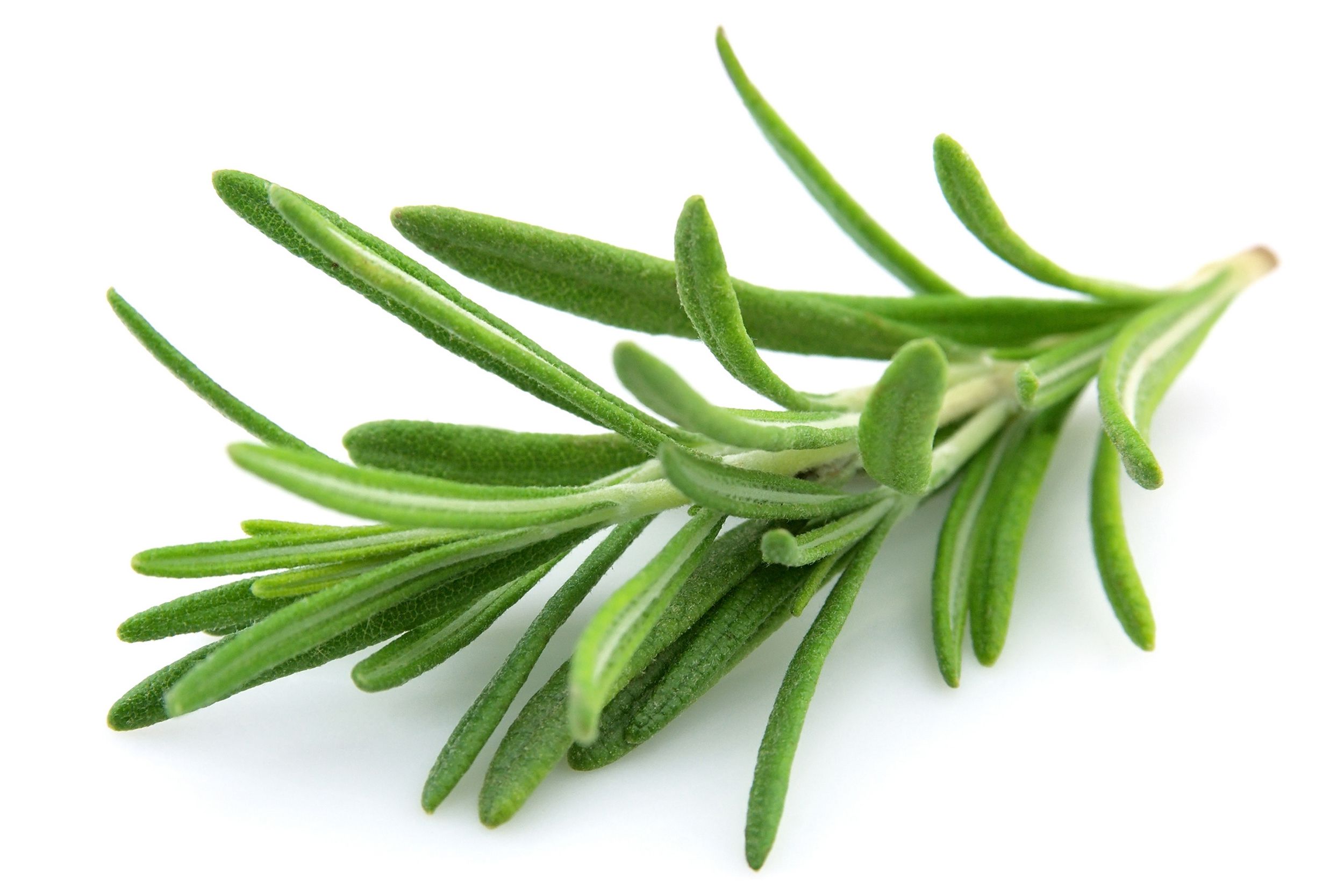 fresh twig of rosemary