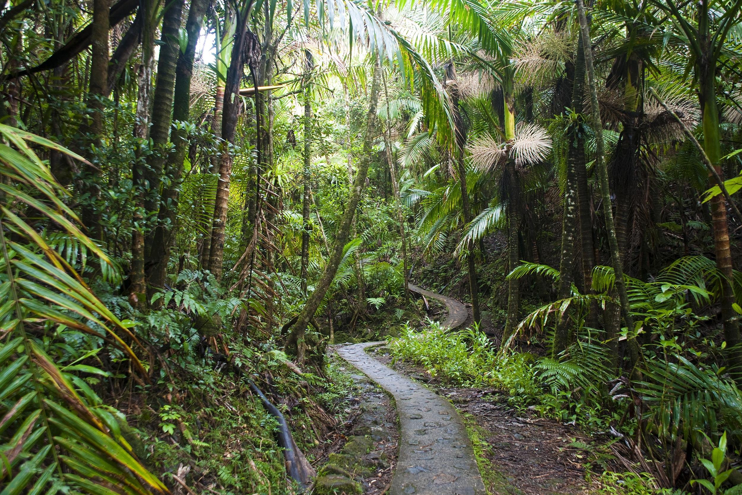 Caribbean National Forest El Yunque