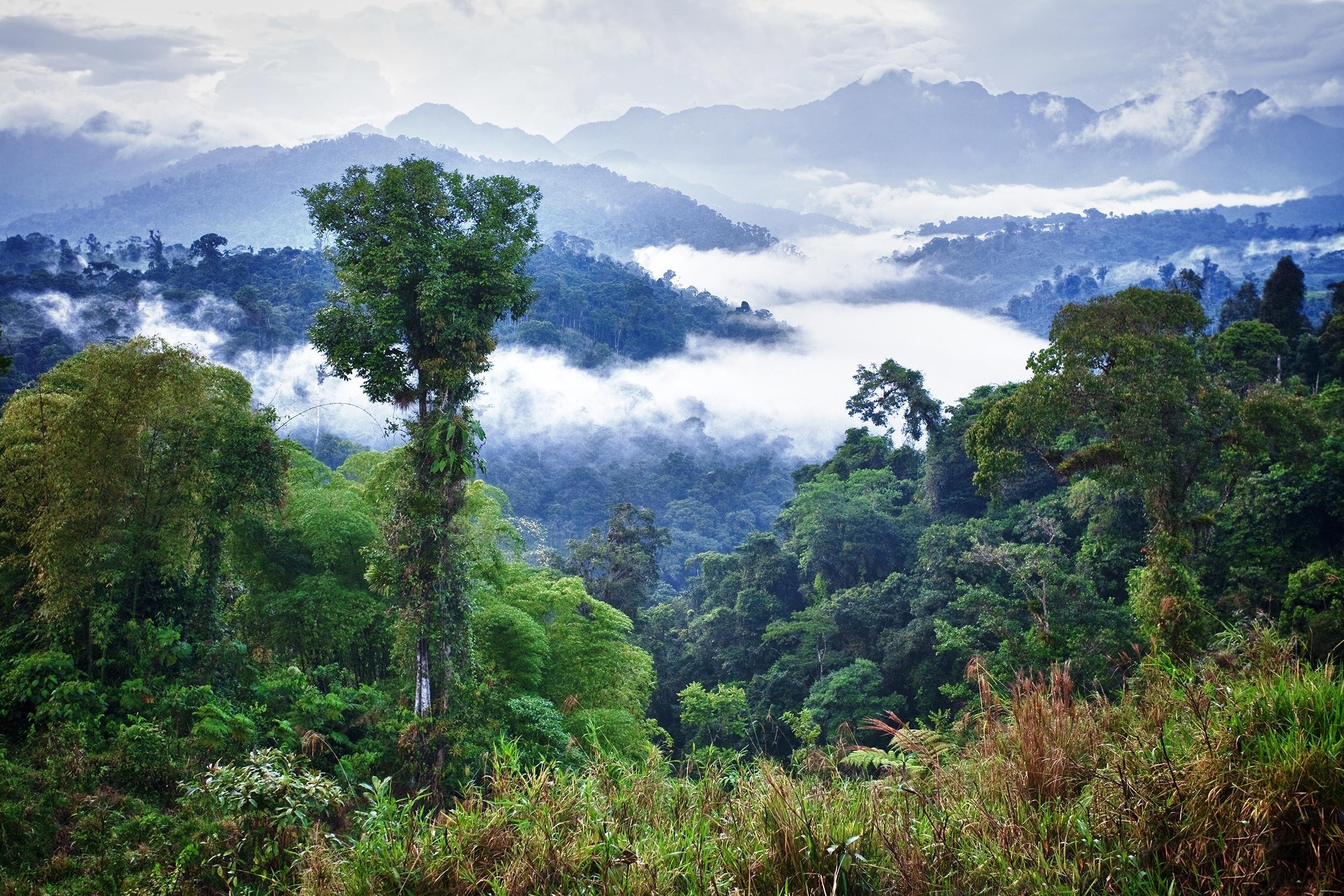 rainforest in Ecuador