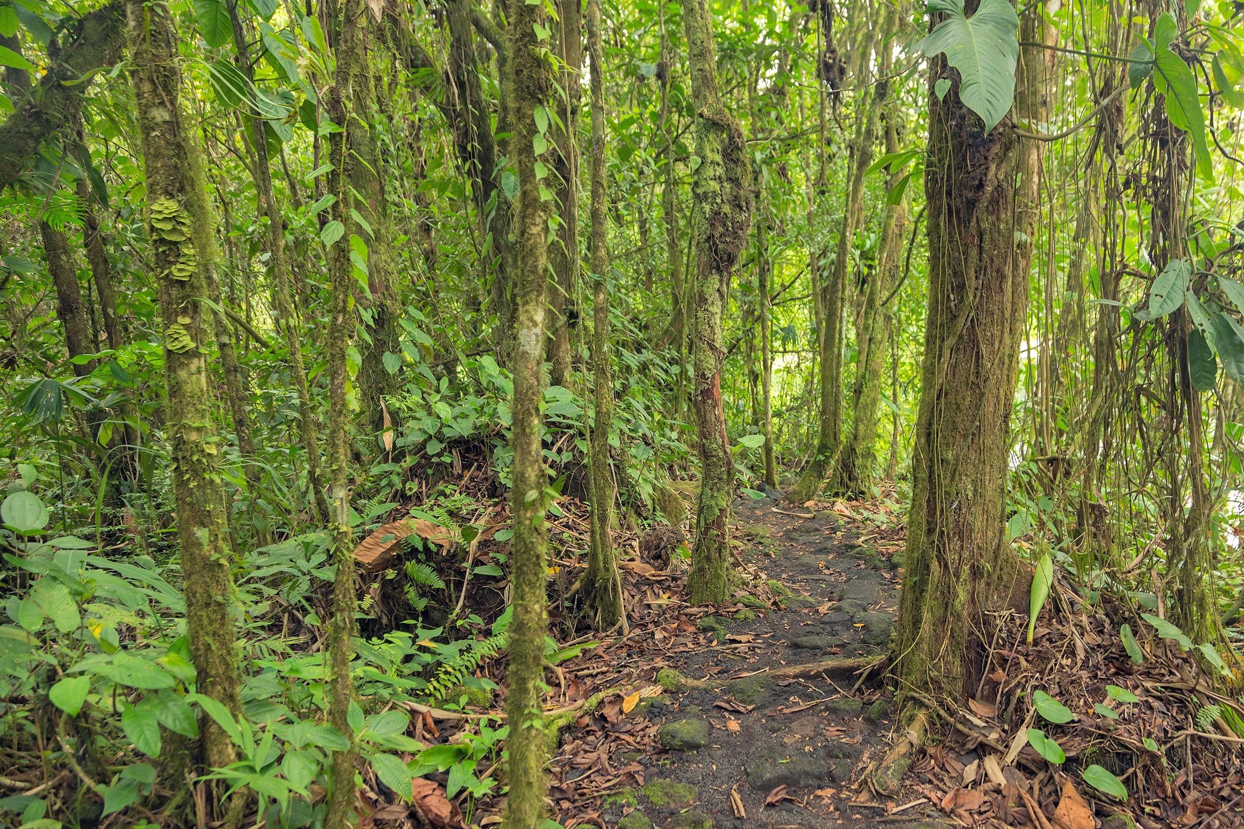 rainforest in Costa Rica