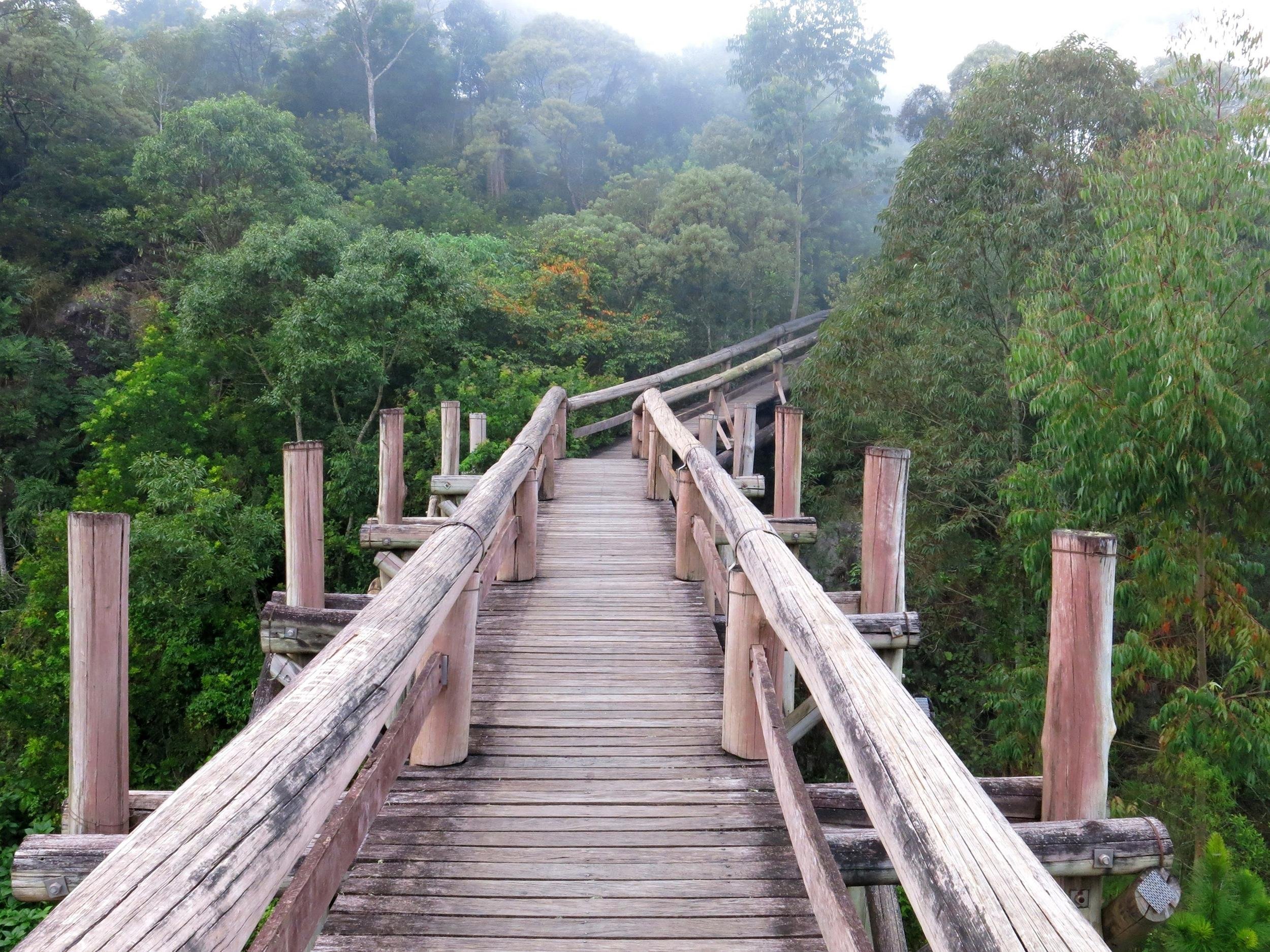 Amazon elevated trail path ecotourism forest, Brazil