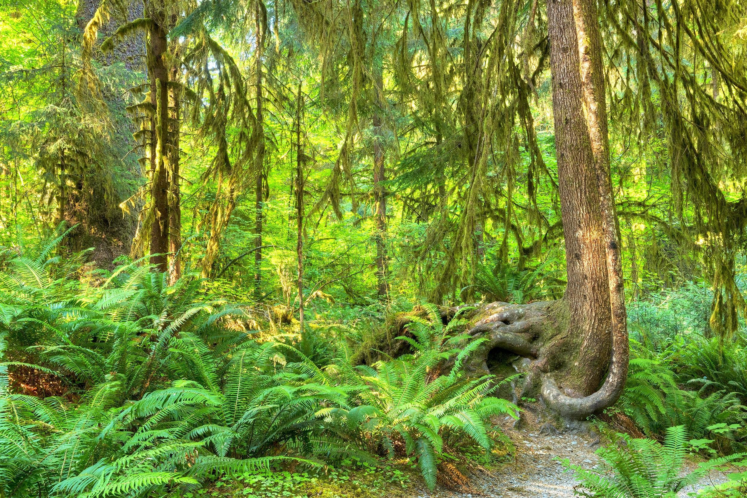 Lush Hoh Rainforest in Olympic National Park, USA