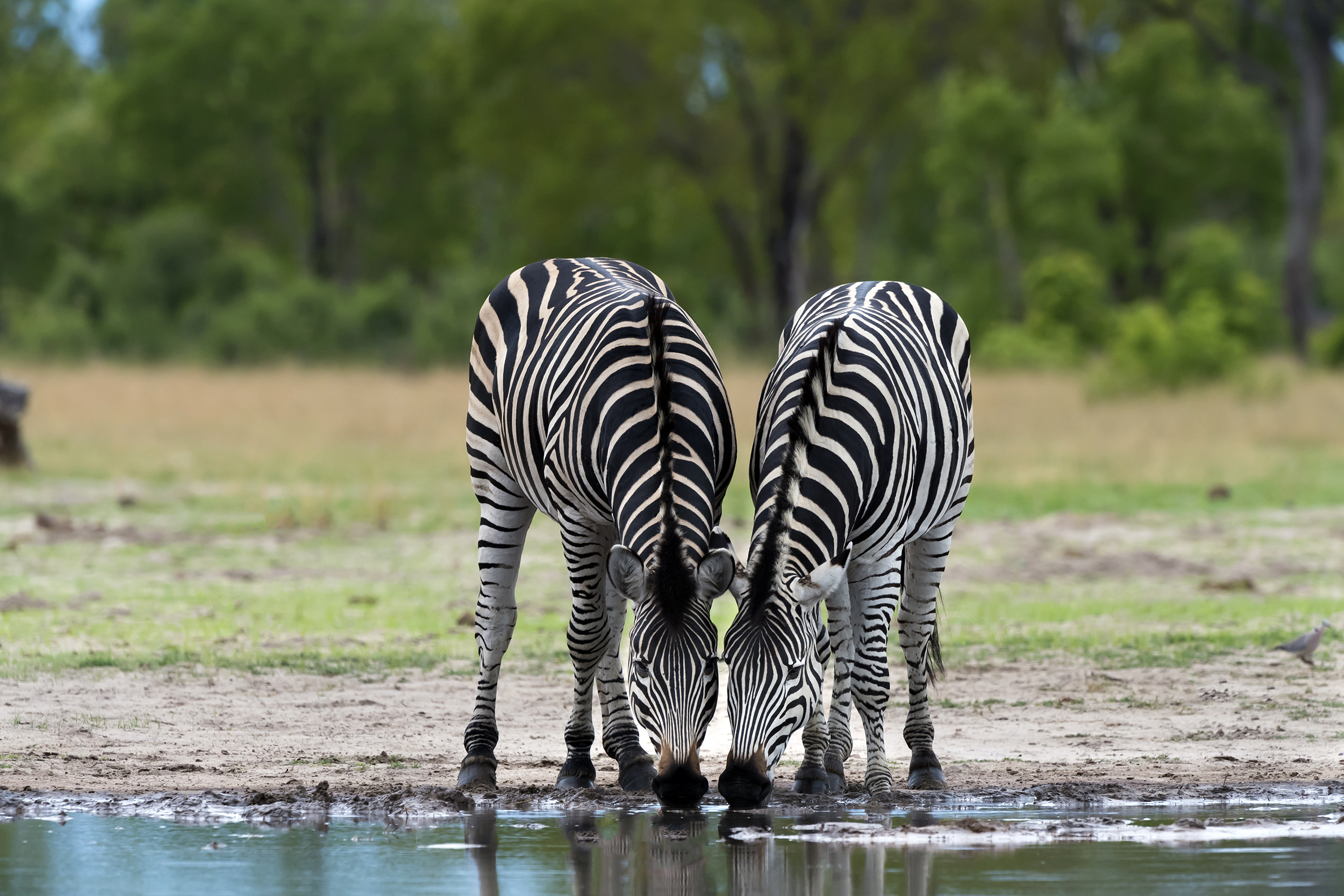 Zebra drinking from a stream in Zimbabwe
