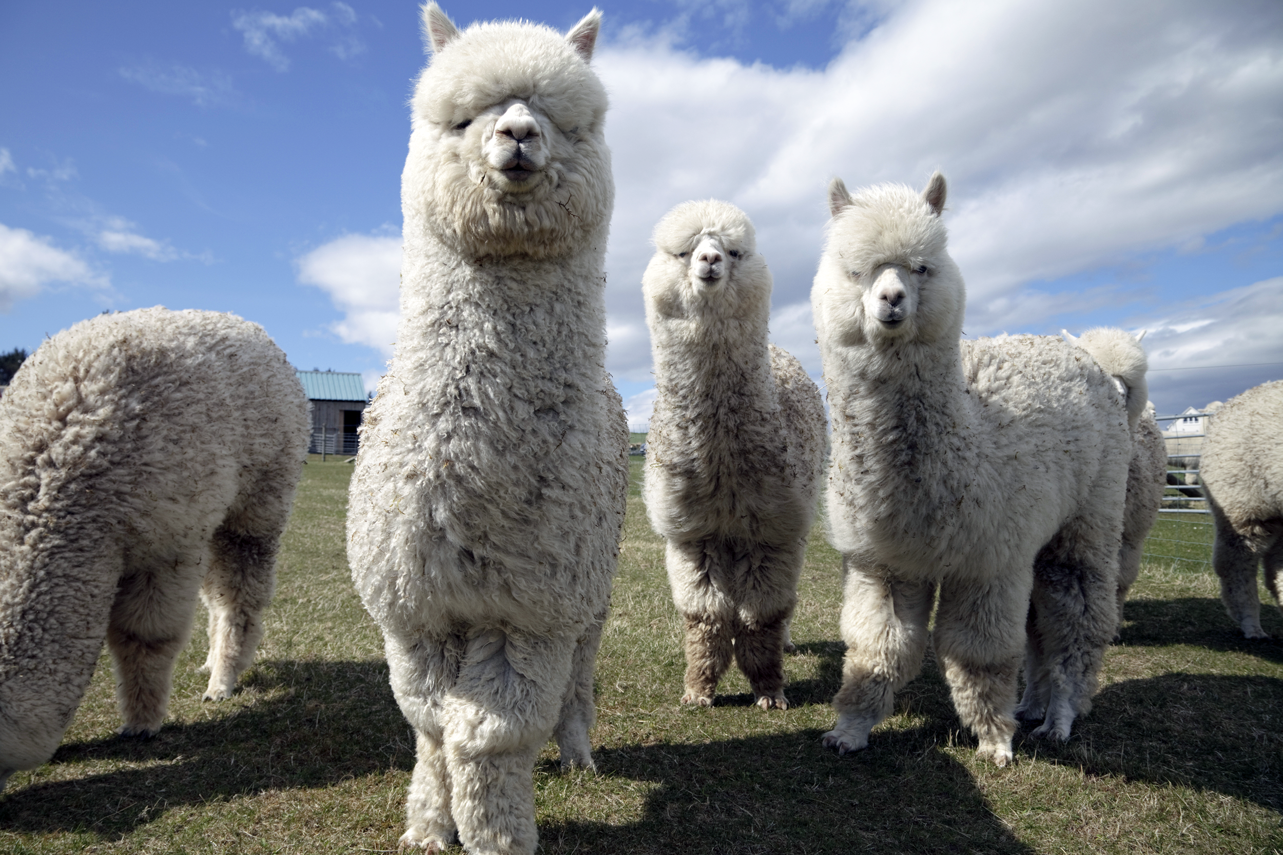Alpaca