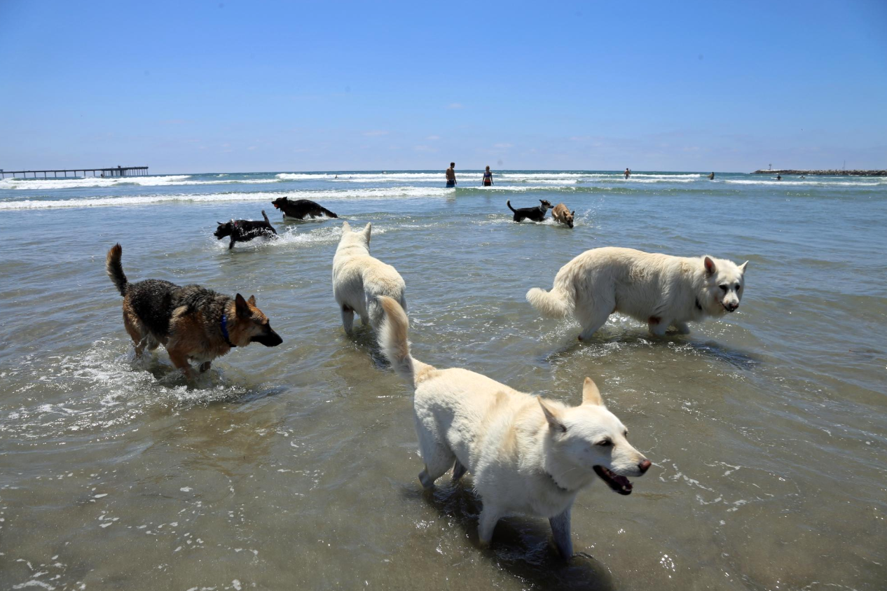 Dog Beach, San Diego