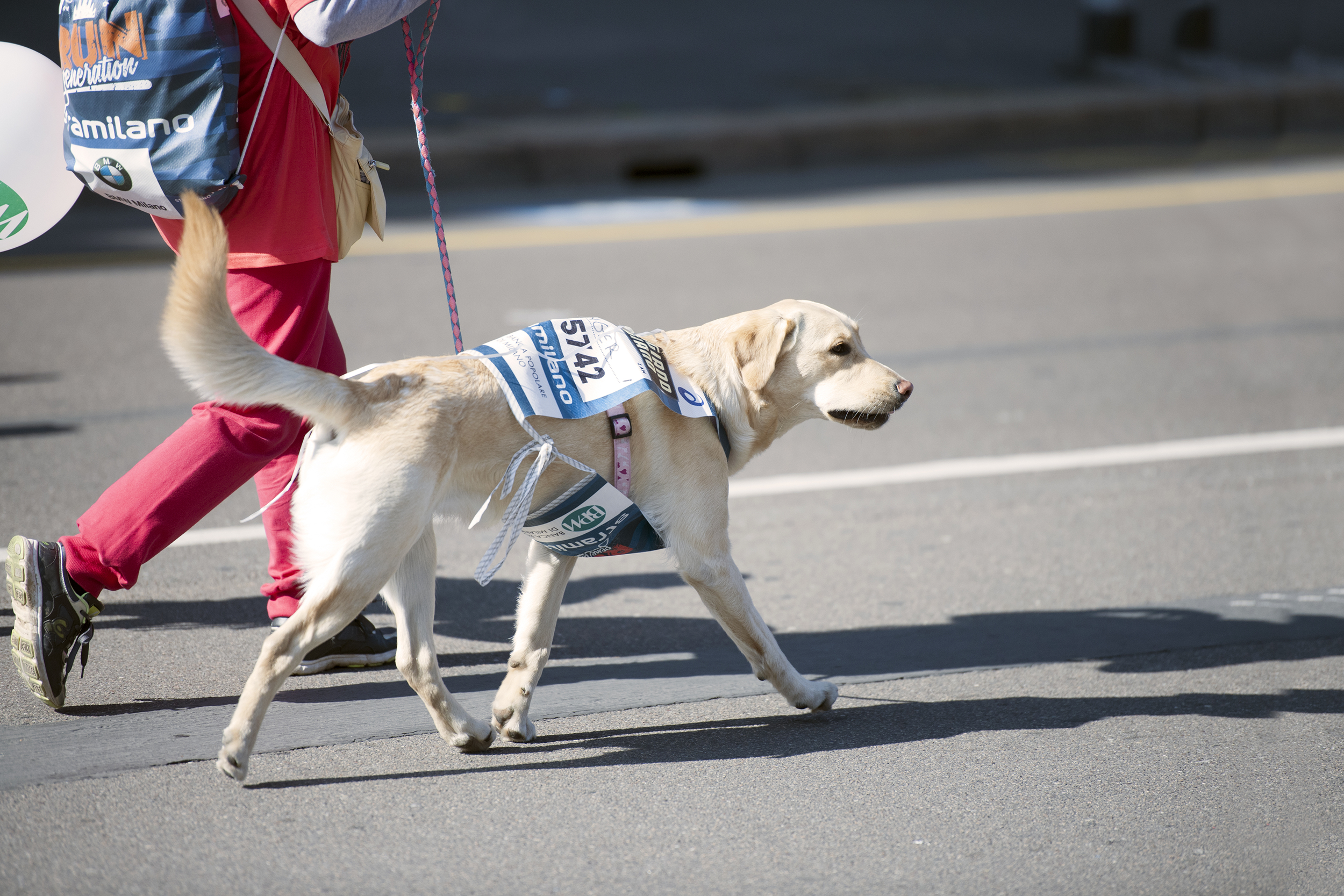 Dog running a marathon