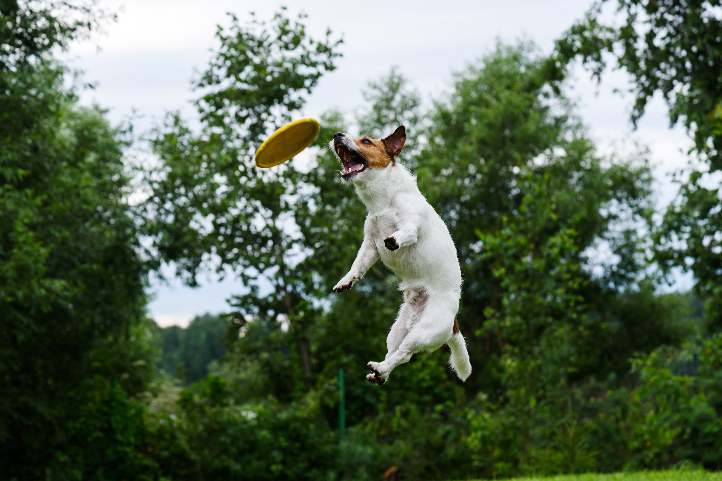 Dog jumping and catching a frisbee