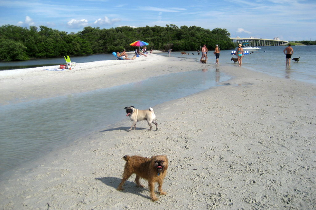 Florida Dog Beach Park