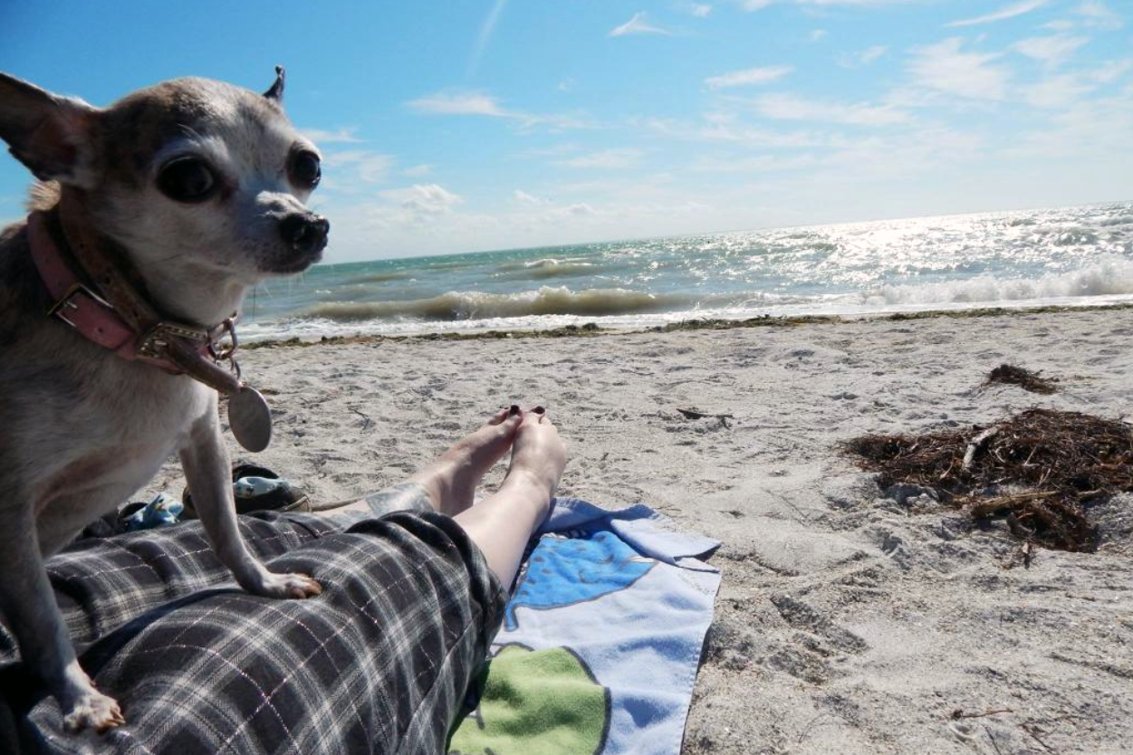 Fort Desoto Park Paw Playground