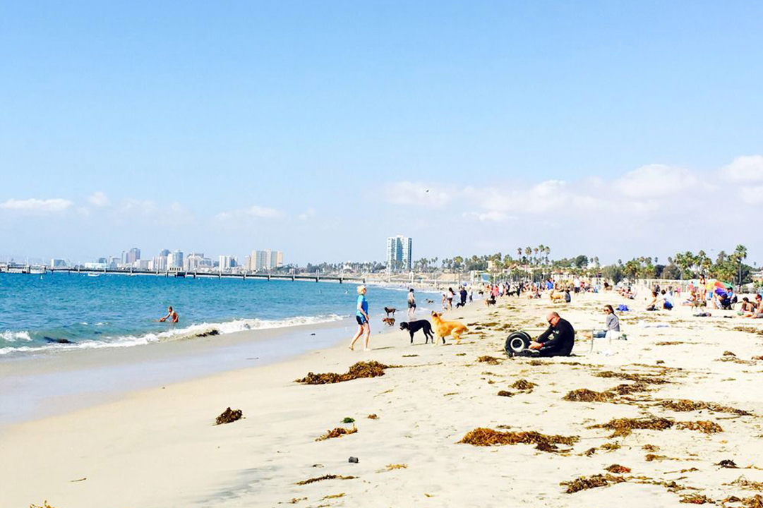 Rosie's Dog Beach