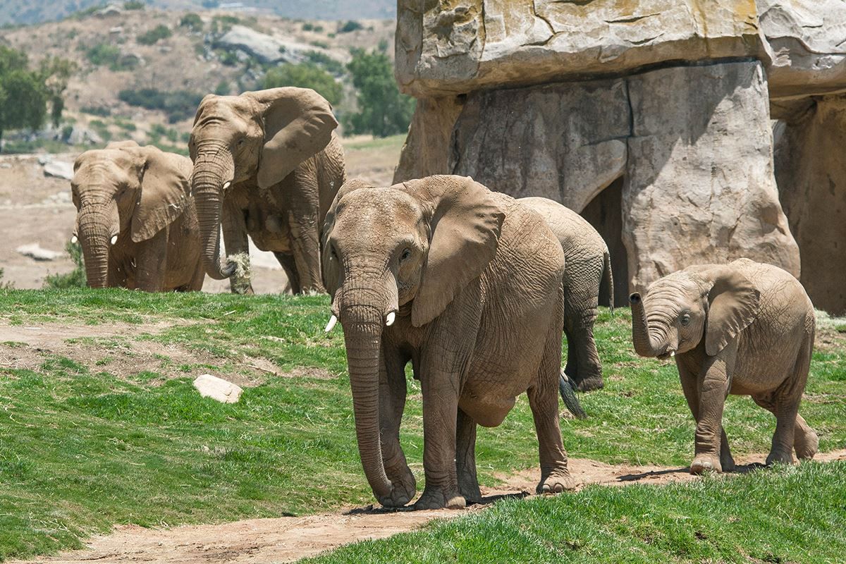 Safari Parks