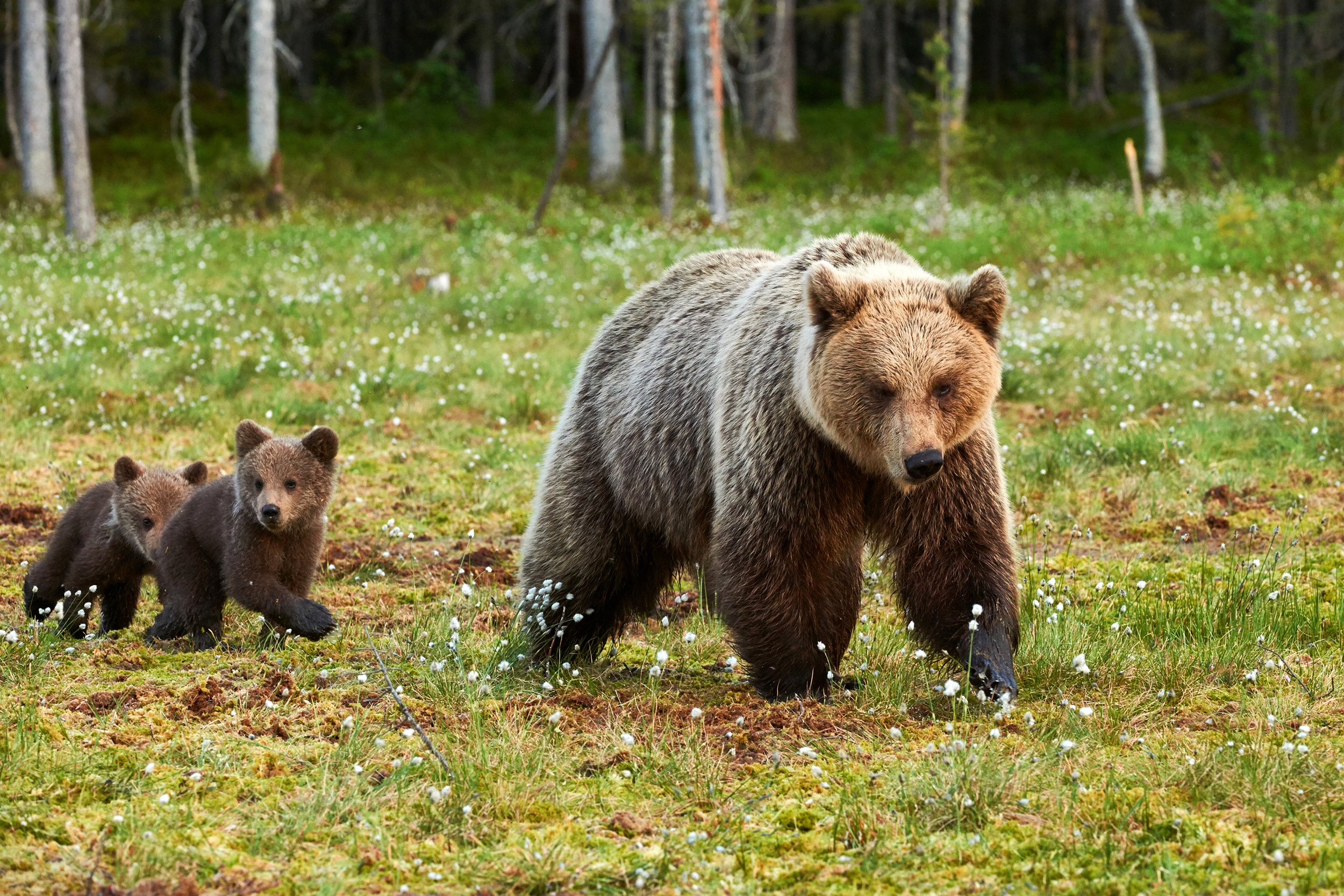 Mother bear and her cubs in the forest