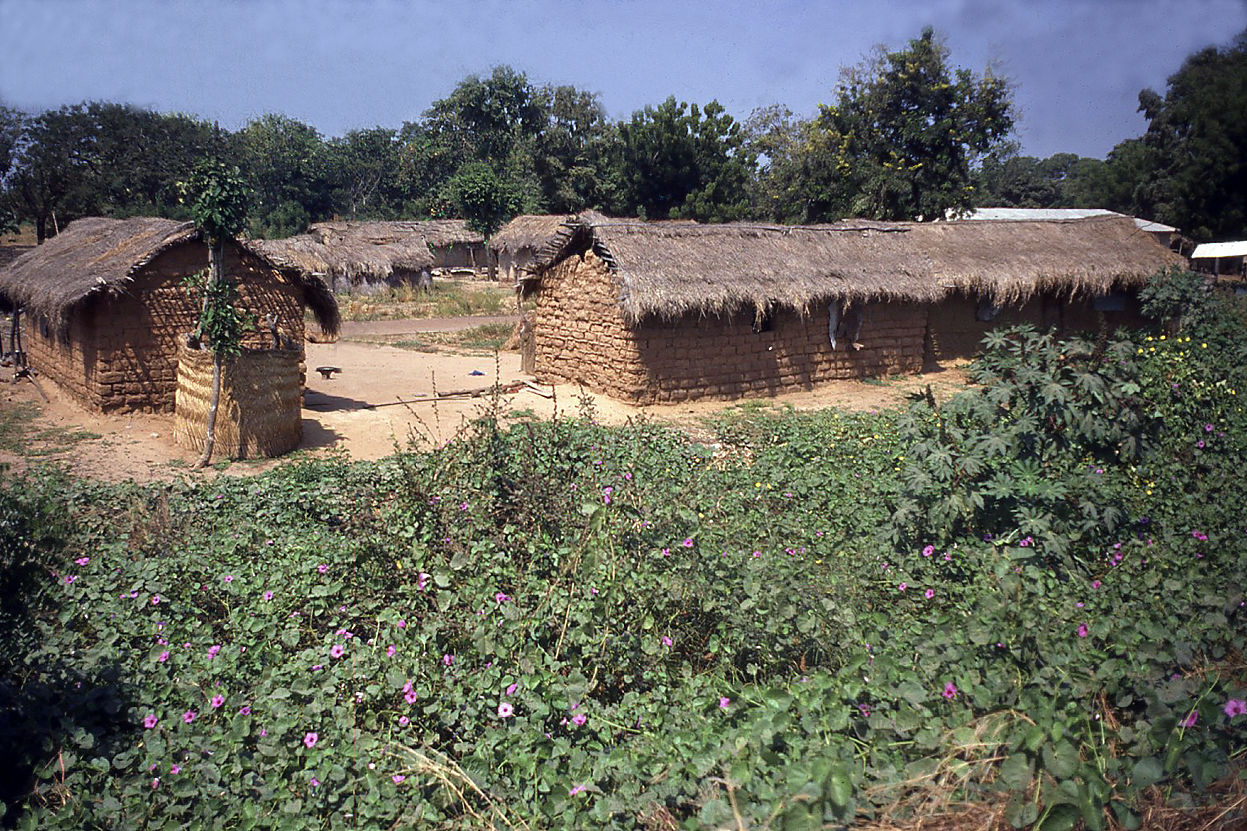 Farm in Ghana