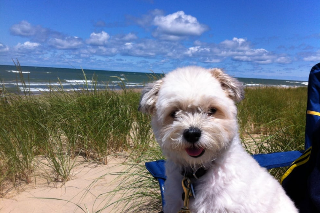 Warren Dunes State Park