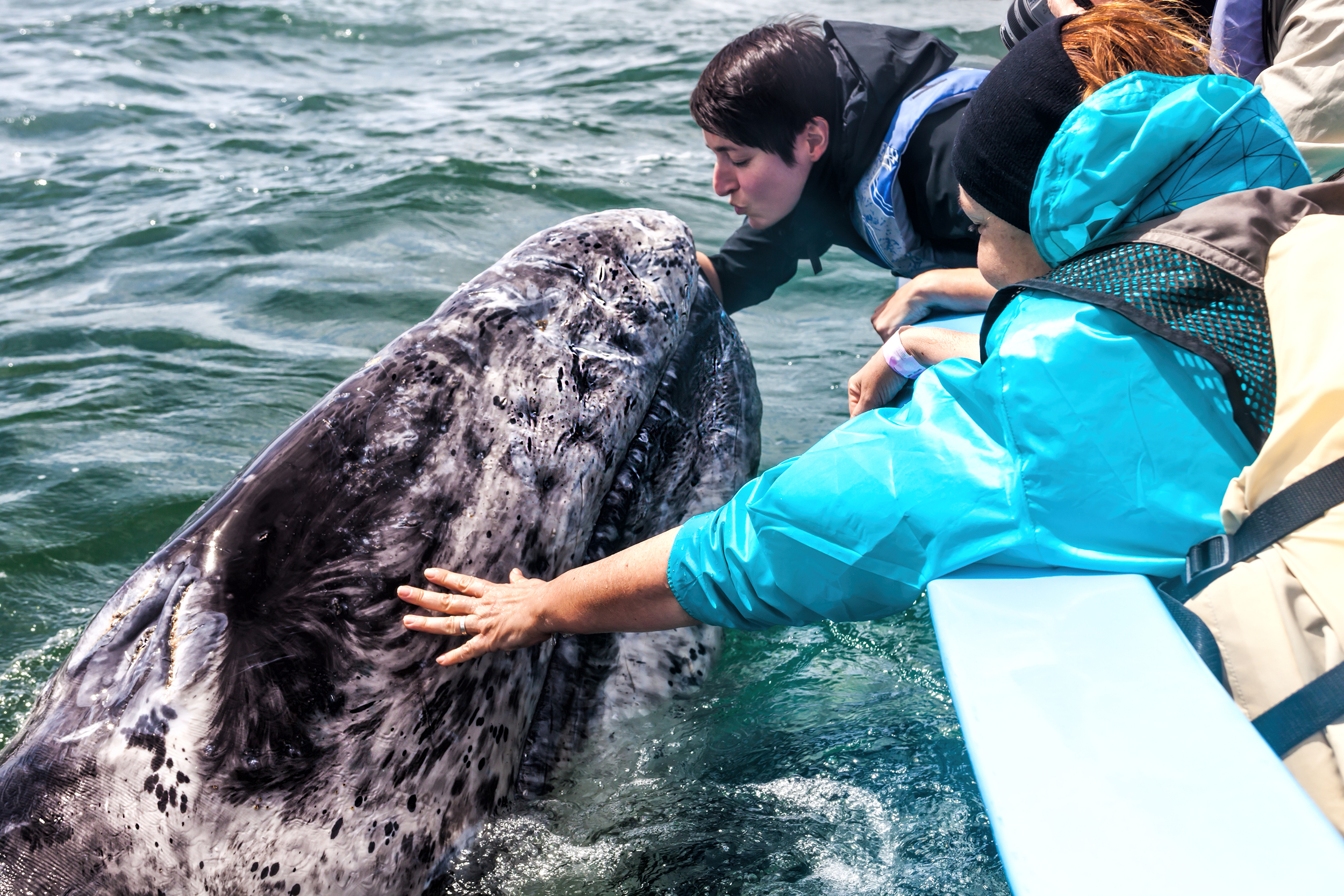 Group of researchers touching a whale